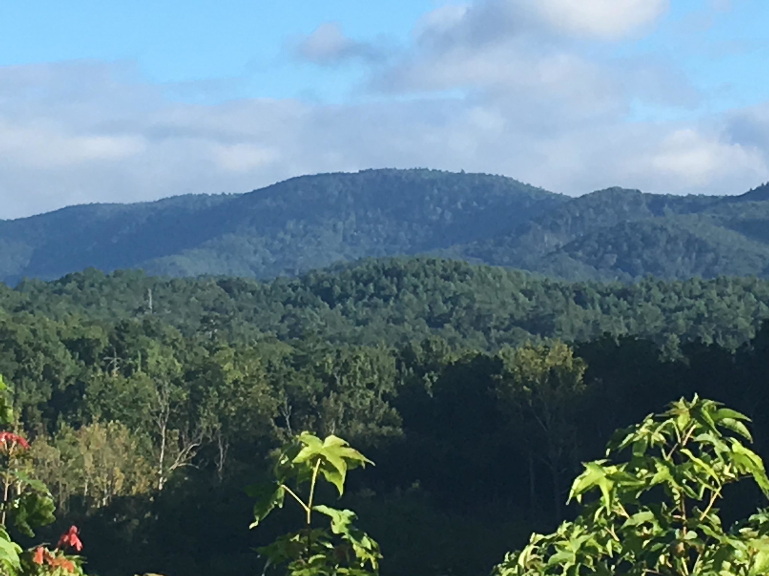 A scenic view of rolling green mountains under a partly cloudy blue sky, with trees and foliage in the foreground. Jake Mountain Trails mountain bike trail.