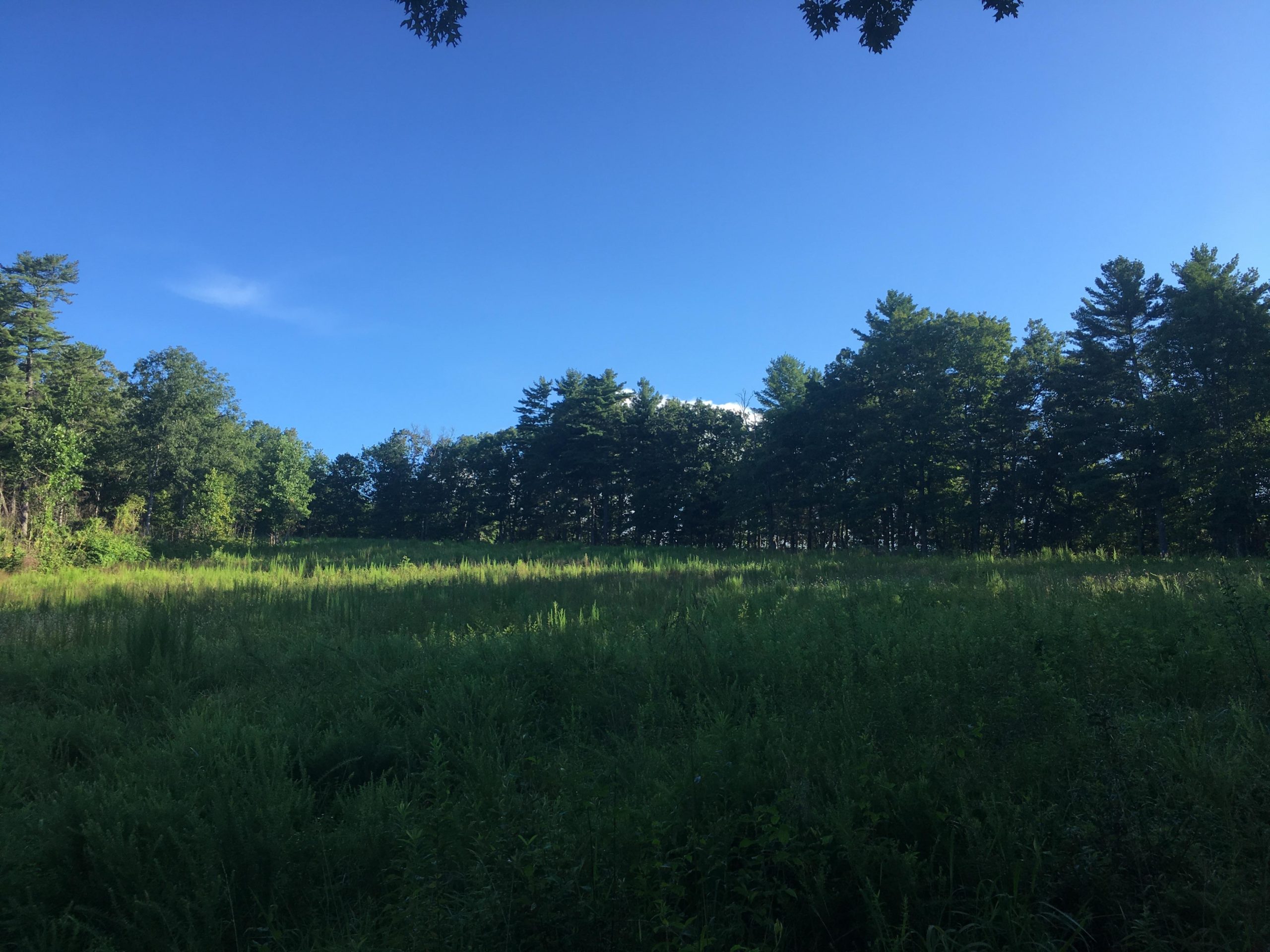 A serene landscape featuring a grassy field bordered by a dense line of trees under a clear blue sky. The scene captures the natural beauty of a sunny day, with vibrant green vegetation and a tranquil atmosphere. Jake Mountain Trails mountain bike trail.