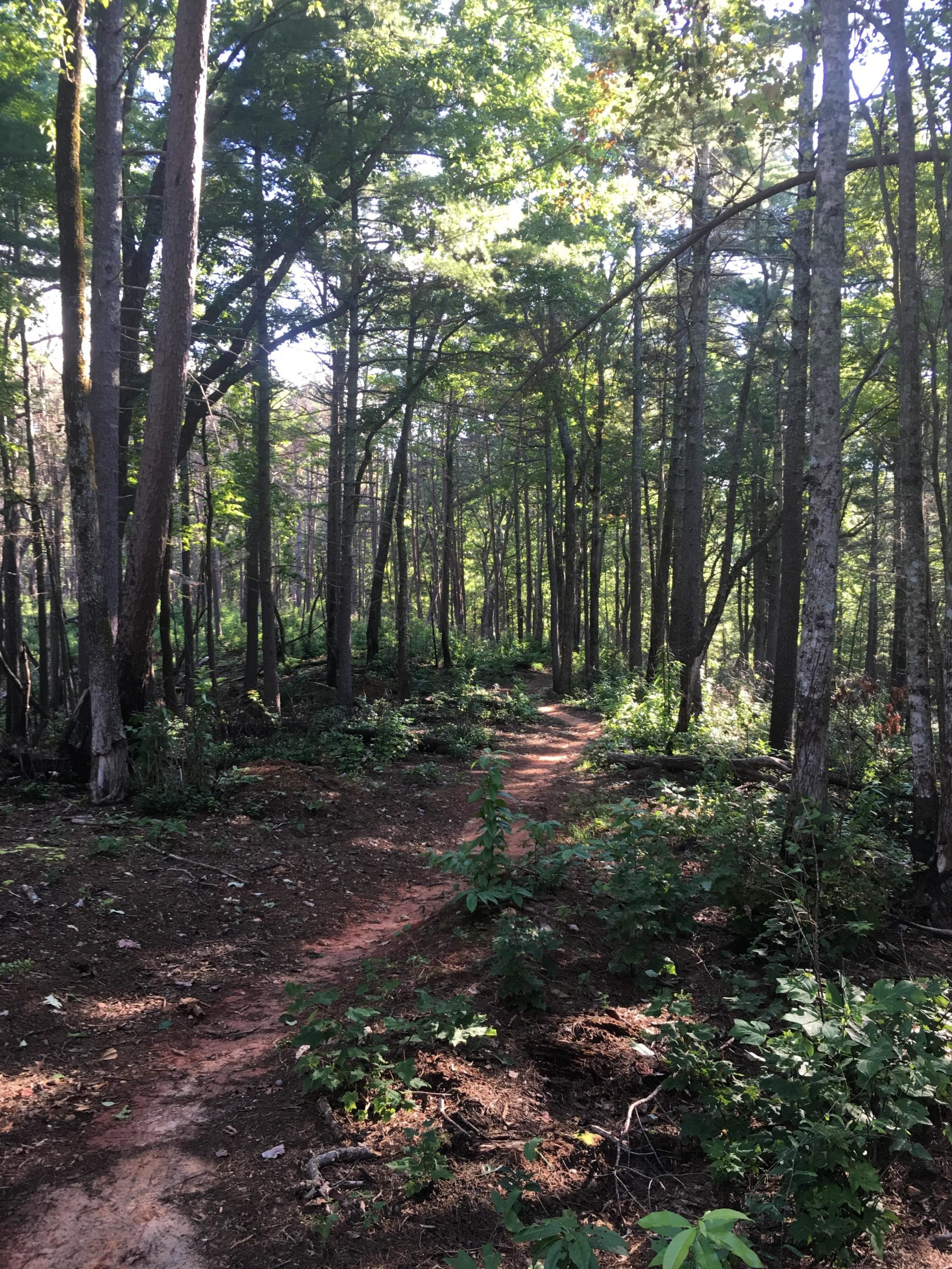 A tranquil forest scene featuring a winding dirt path surrounded by tall trees and lush green foliage. The sunlight filters through the leaves, creating a serene atmosphere in the wooded area. Jake Mountain Trails mountain bike trail.
