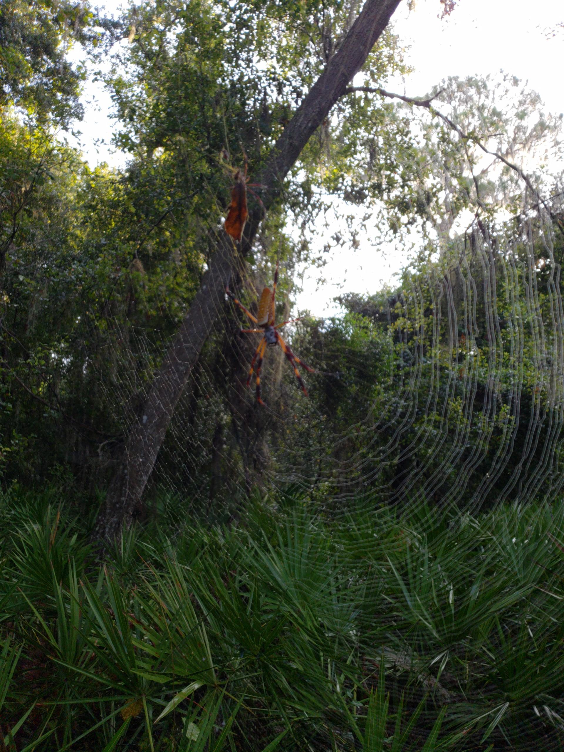 A large spider web stretches between two trees in a lush, green forest, with vibrant foliage and soft sunlight filtering through the leaves. The web showcases intricate patterns, while a spider can be seen positioned on the web, blending into its natural environment. Alafia River State Park mountain bike trail.