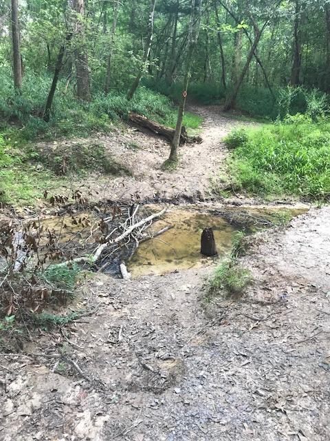 A shallow, muddy puddle surrounded by patches of grass and scattered twigs in a wooded area. A faint path can be seen curving through the trees in the background, indicating a trail in a natural setting. Bogue Chitto State Park mountain bike trail.