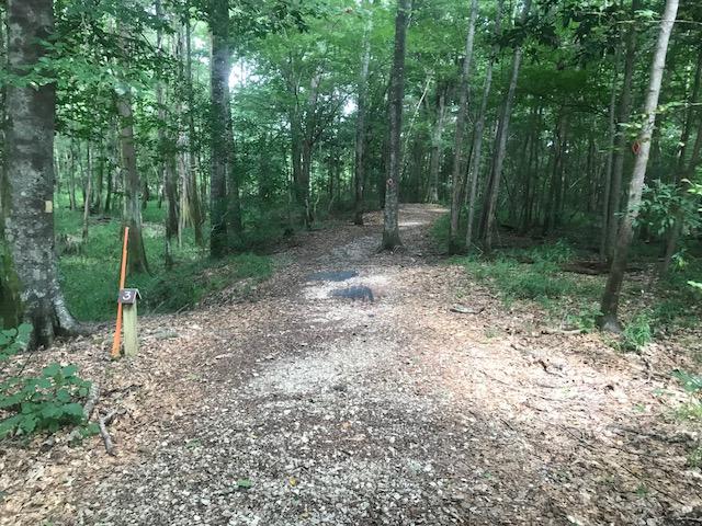 A forest trail diverging into two paths, surrounded by green trees and foliage. A wooden marker labeled "3" is placed on the left side of the trail, indicating a route. The ground is covered with gravel and leaves, creating a natural atmosphere. Bogue Chitto State Park mountain bike trail.