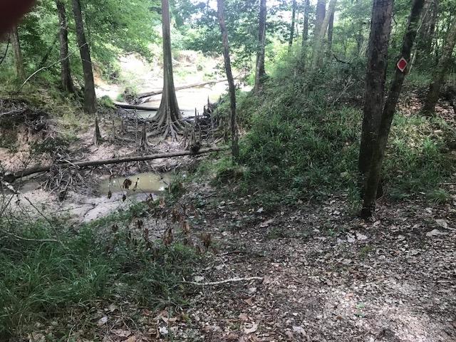 A forested area with a shallow creek running through it. The landscape features trees with exposed roots, a grassy bank, and rocky terrain. The scene is lush and green, indicative of a natural, outdoor environment. Bogue Chitto State Park mountain bike trail.