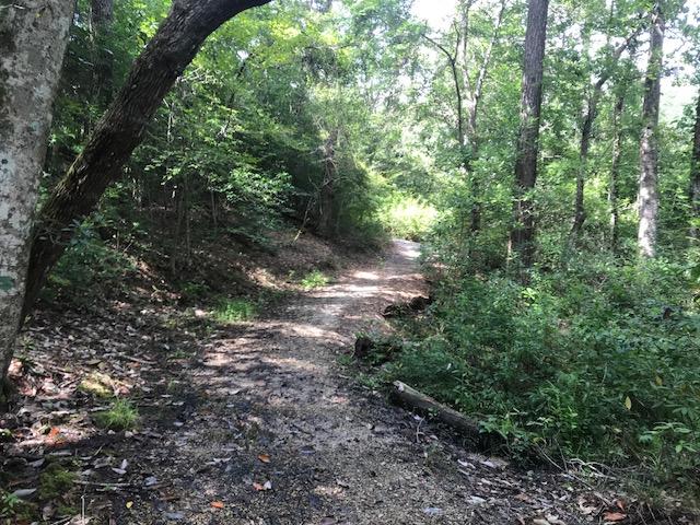 A narrow, winding dirt path surrounded by dense greenery and tall trees, leading into a serene woodland area. Sunlight filters through the leaves, creating dappled shadows on the ground. Bogue Chitto State Park mountain bike trail.