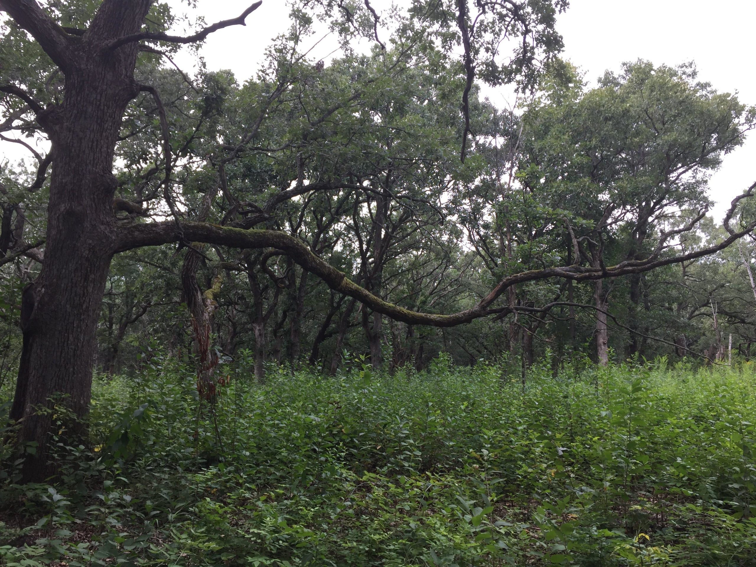 A dense forest scene featuring a large tree with an extended, moss-covered branch. The background includes a variety of leafy trees, while the foreground is filled with lush green underbrush. The sky is overcast, adding a soft, diffused light to the environment. Preserve mountain bike trail.