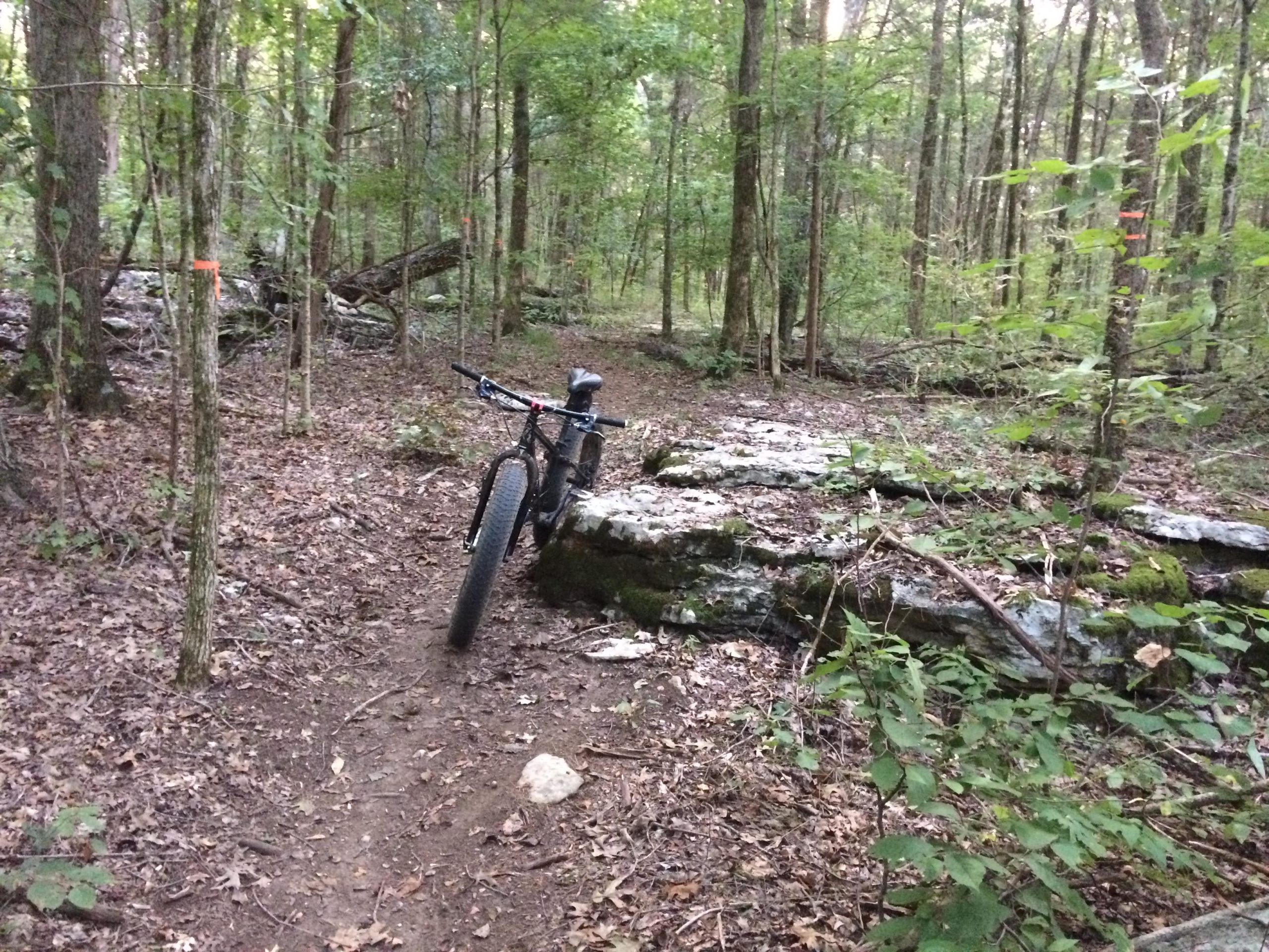A mountain bike parked on a rocky path in a dense forest. The surrounding area features green trees, sunlight filtering through the foliage, and scattered leaves on the ground. Trail markers can be seen on nearby trees. Jones Mill mountain bike trail.