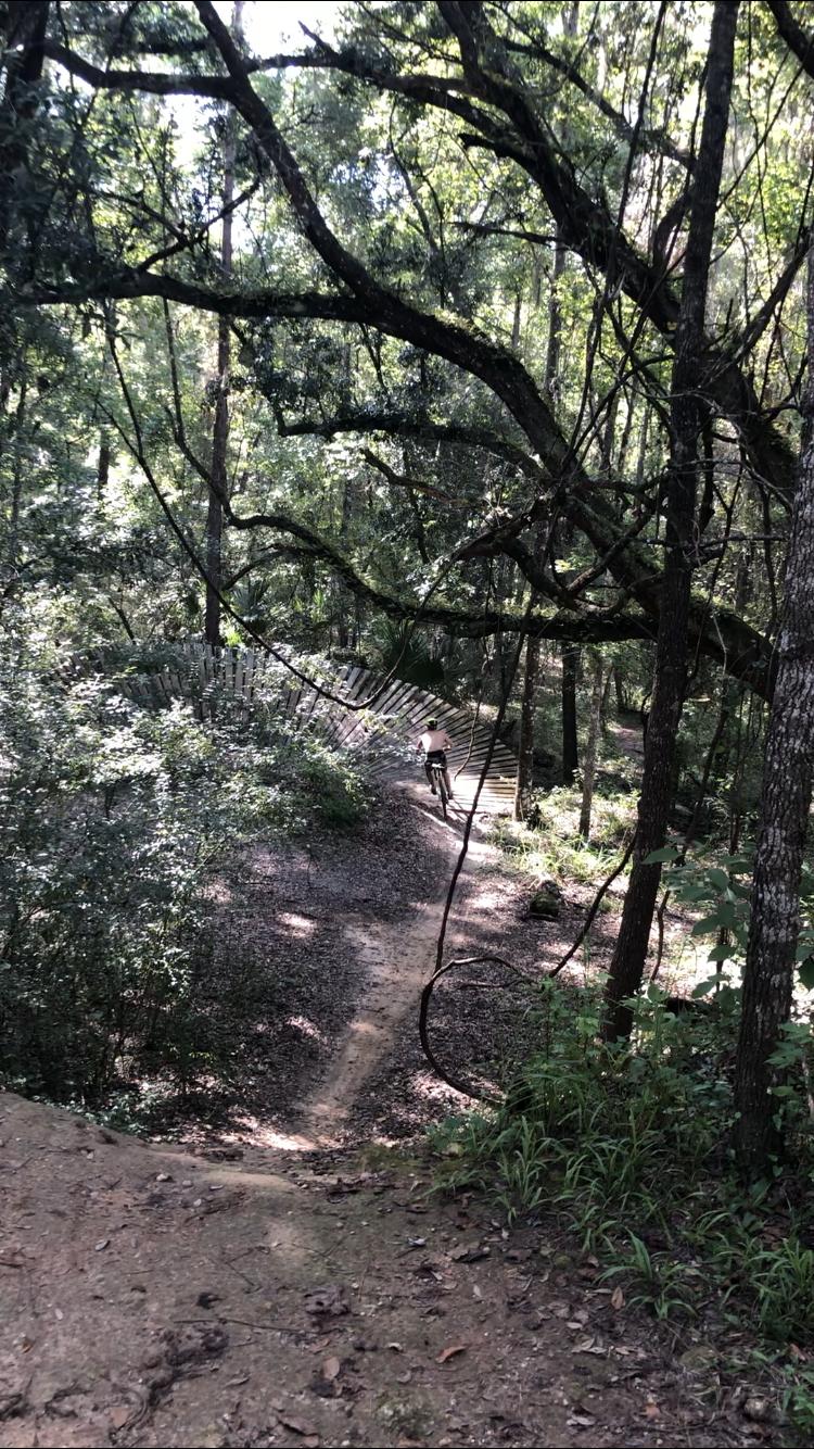 A person riding a mountain bike on a winding wooden trail surrounded by dense greenery and tall trees. Sunlight filters through the leaves, creating dappled shadows on the ground. Santos mountain bike trail.