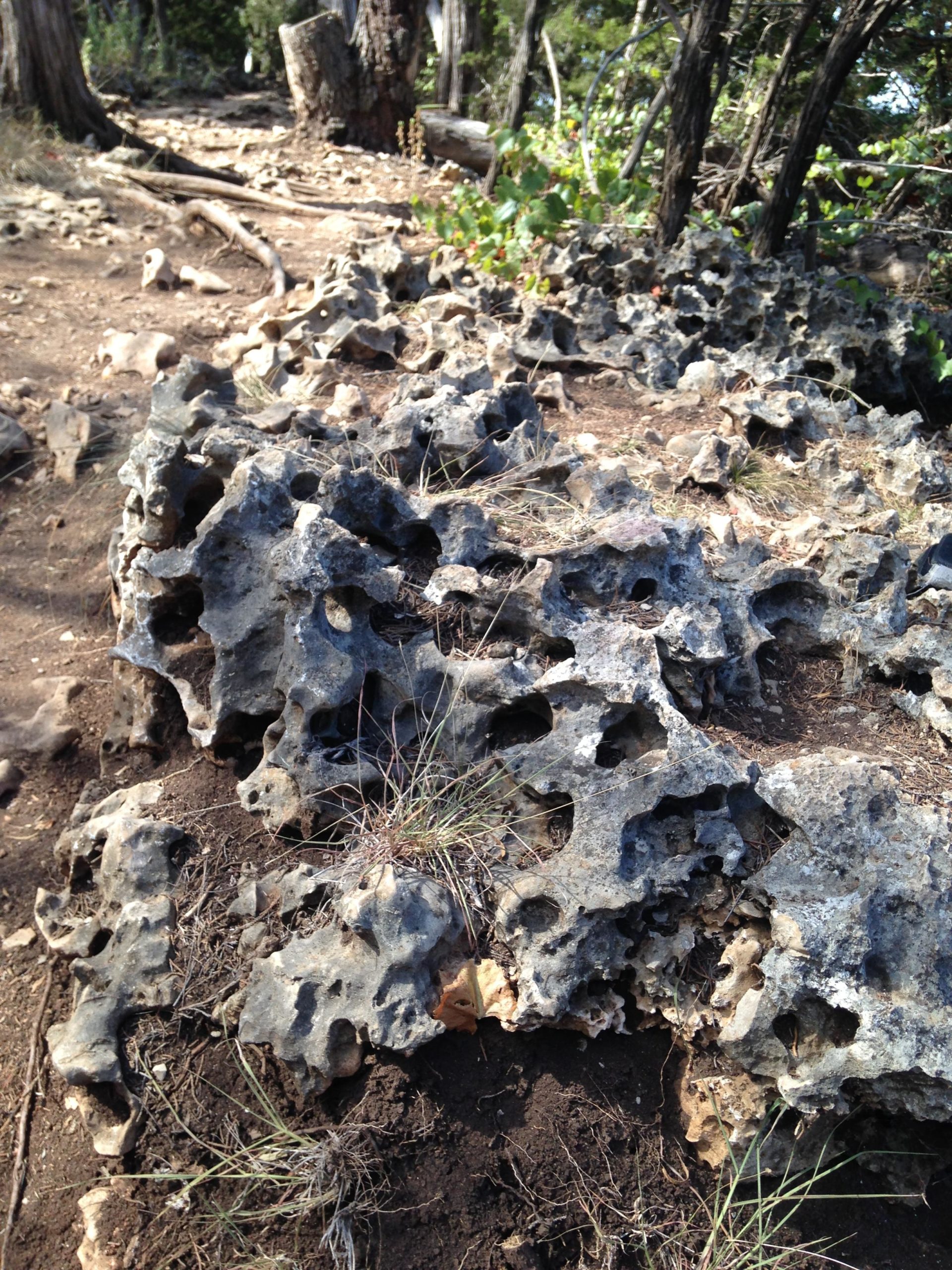 A close-up view of a rocky surface with irregular, porous formations surrounded by dirt and sparse vegetation, set in a wooded area. Goodwater Trail mountain bike trail.