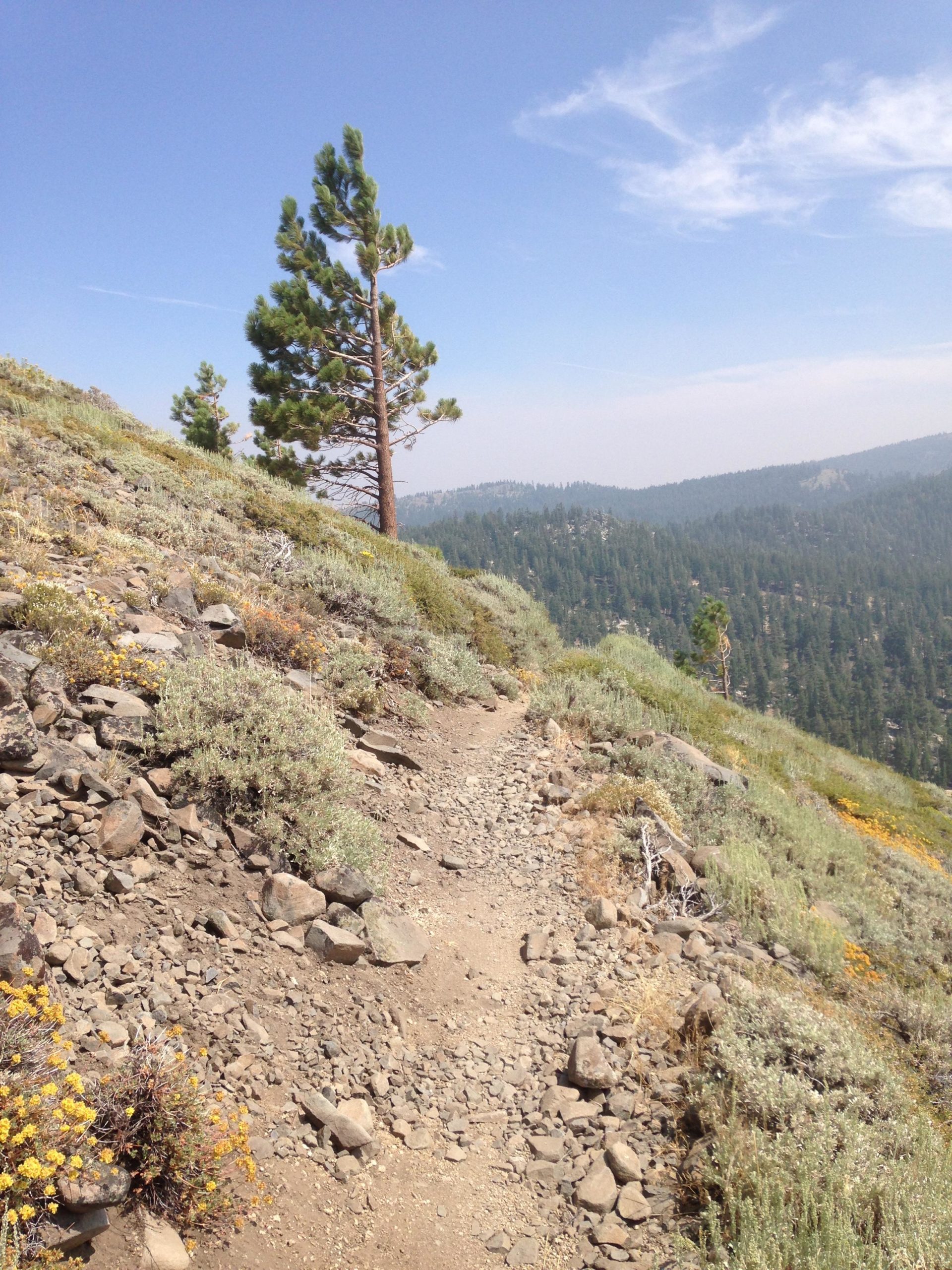 A rocky hiking trail winds through a hillside covered with green and yellow vegetation, with a tall pine tree on the left side. In the background, a forested valley stretches out below against a blue sky with soft clouds. Tahoe Rim Trail: Tahoe Meadows to Tunnel Creek Road / Flume Trail mountain bike trail.