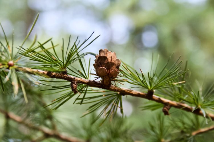 Close-up of a pine cone resting on a branch surrounded by green needle-like leaves. The background is softly blurred, creating a natural, serene atmosphere.