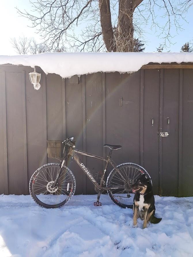 Specialized Hardrock Sport Disc: A mountain bike rests against a wooden shed, partially covered in snow, with a playful dog sitting nearby. The scene is bright and sunny, showcasing the contrasts of winter with the blue sky and snow-covered ground.
