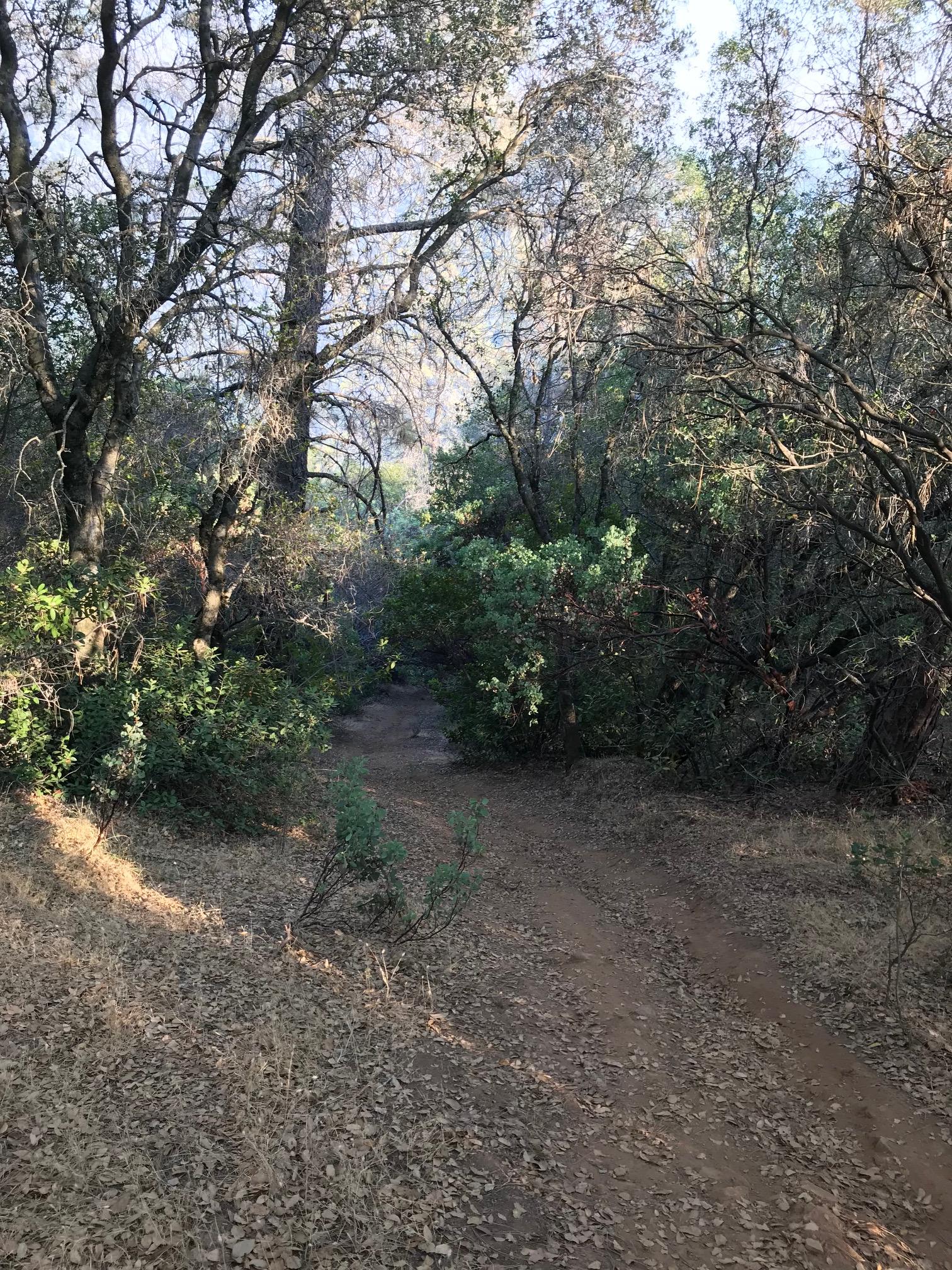 A winding dirt path surrounded by trees and shrubs, with scattered leaves on the ground. Soft sunlight filters through the branches, casting gentle shadows on the trail. Squirrel Trail mountain bike trail.