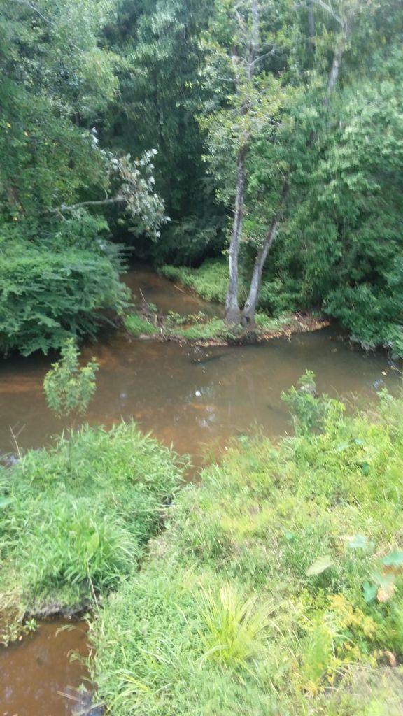 A serene view of a winding, shallow stream meandering through a lush green landscape, surrounded by trees and dense foliage. The water has a brownish tint, reflecting the earthiness of the setting. Clusters of grass and plants line the banks, creating a tranquil and natural environment. Beaver Creek / Forever Wild Trails mountain bike trail.