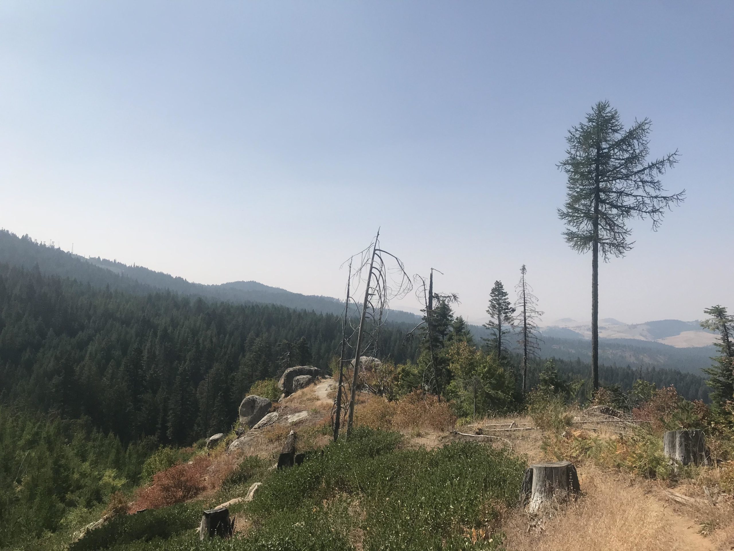 A scenic view of a mountainous landscape with a mix of evergreen trees and exposed rocky areas. The foreground features tree stumps and some dead trees, while a dense forest stretches across the middle ground. In the background, rolling hills are visible under a hazy sky, suggesting a warm day. Gemini mountain bike trail.
