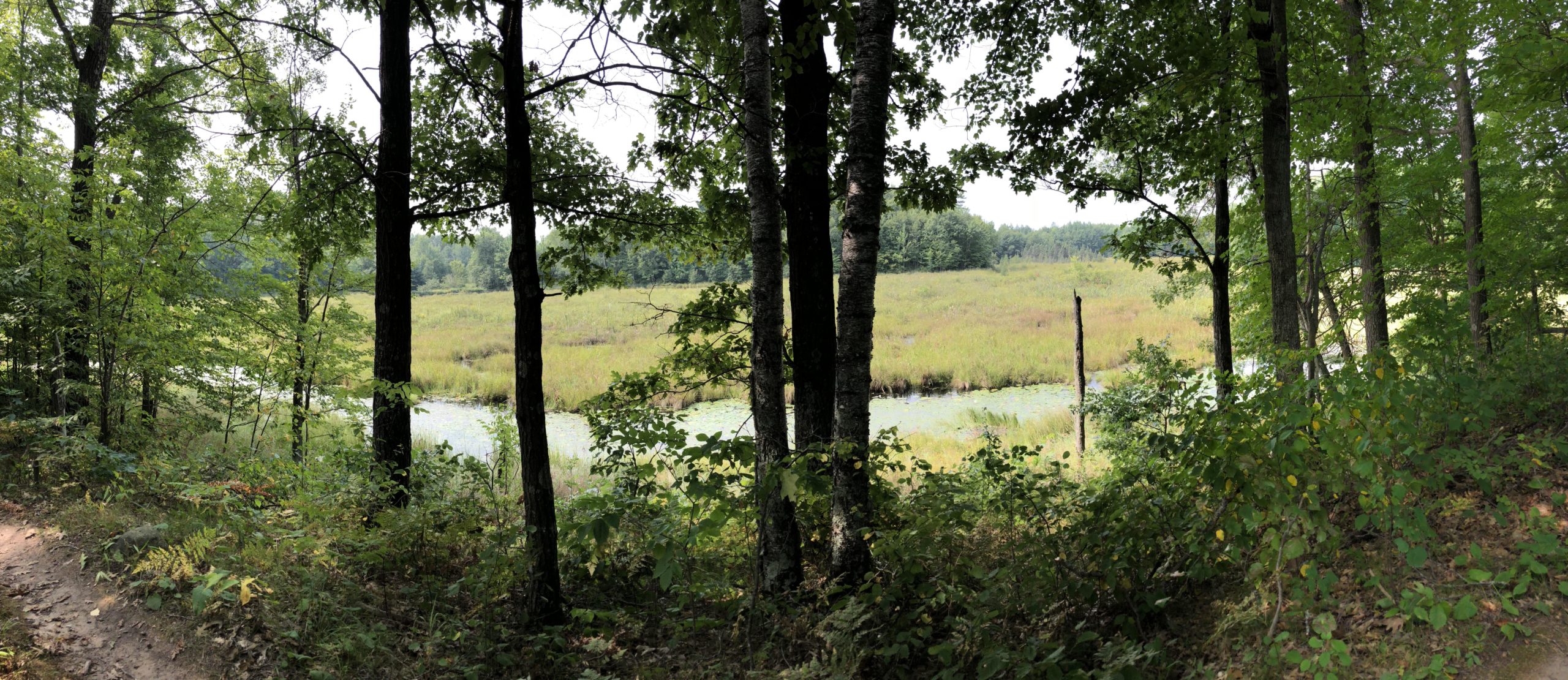 A panoramic view of a serene natural landscape featuring a grassy wetland framed by trees. The foreground includes a dirt path surrounded by lush greenery, leading to a reflective body of water in the background. The scene is illuminated by diffused light, creating a peaceful and tranquil atmosphere. Hickory Ridge mountain bike trail.