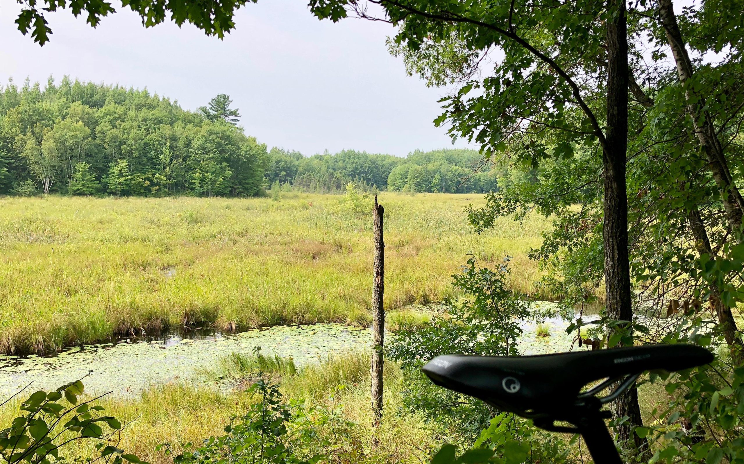 A tranquil view of a grassy wetland area framed by trees, featuring a tall, weathered post in the center. A bike seat is partially visible in the foreground, suggesting a cycling experience in nature. The landscape is bathed in soft, diffused light, with a serene body of water covered in lily pads reflecting the lush greenery. Hickory Ridge mountain bike trail.