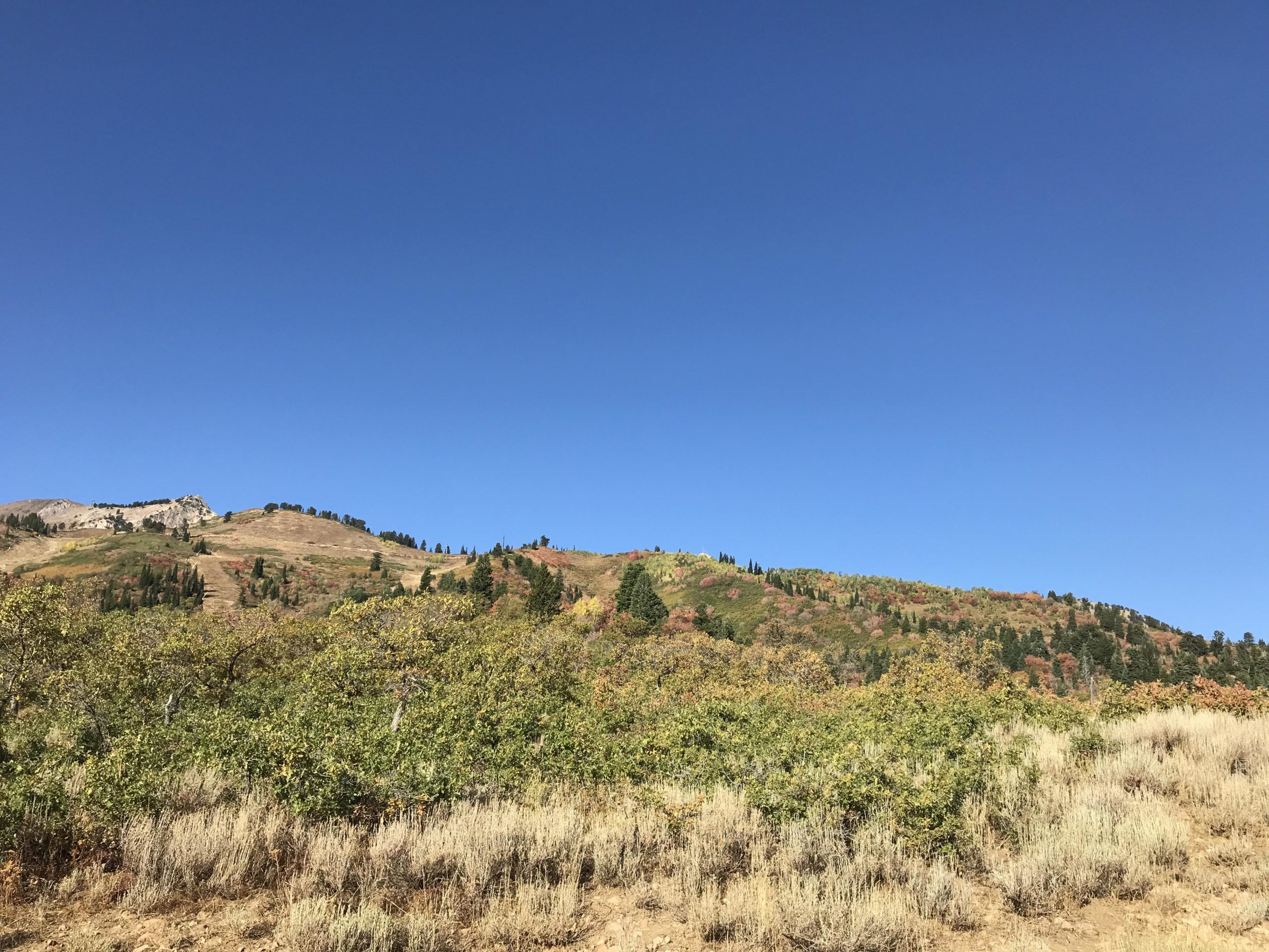 A scenic landscape featuring a hillside covered in trees and shrubs, with varying shades of green and hints of autumn colors. Beneath a clear blue sky, the foreground includes dry grass and soil, leading up to the lush vegetation on the hill. The image captures a peaceful natural setting. Snowbasin Resort mountain bike trail.