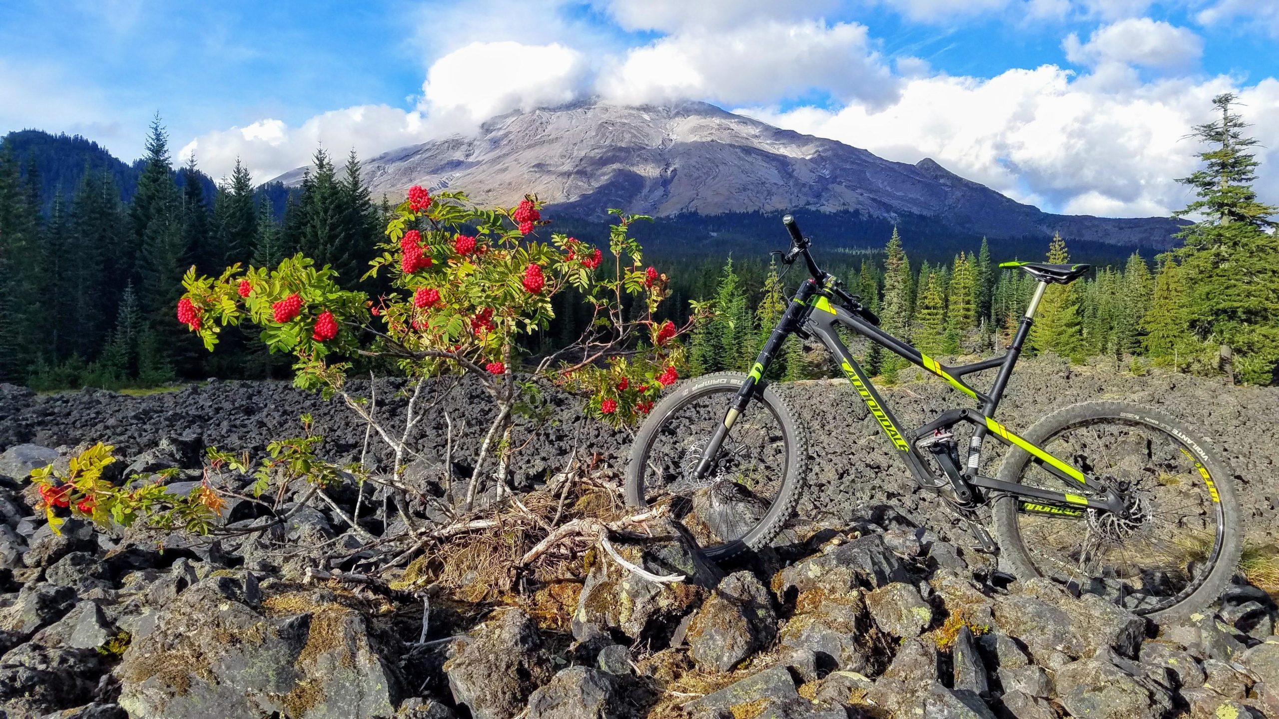 A mountain bike resting on rocky terrain with vibrant red berries nearby, framed by lush evergreen trees and a mountainous backdrop under a partly cloudy sky. Toutle Trail #238 mountain bike trail.