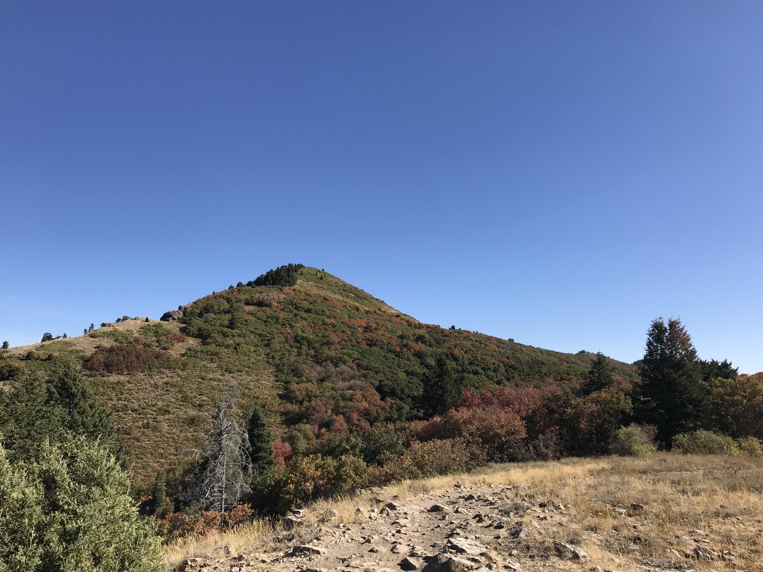 A scenic view of a grassy hillside leading up to a peak, surrounded by trees displaying autumn foliage. The bright blue sky above contrasts with the greens and reds of the landscape, creating a picturesque outdoor scene. Snowbasin Resort mountain bike trail.
