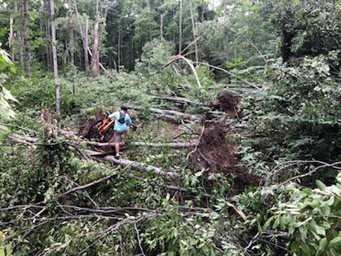 A person walking through a dense forest area, navigating around fallen trees and uprooted vegetation after a storm or natural disaster. The scene shows a rugged landscape with greenery and debris scattered throughout. Slashing Road mountain bike trail.