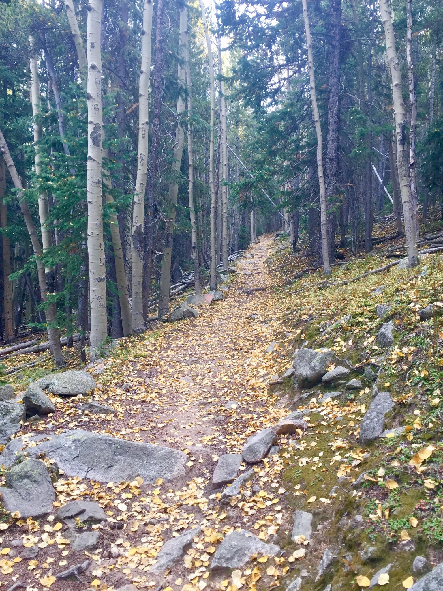 A winding dirt path through a forest lined with tall trees, with a carpet of yellow leaves scattered along the ground. The scene captures a serene and natural environment, showcasing the beauty of the changing seasons. Cub Creek Trail mountain bike trail.