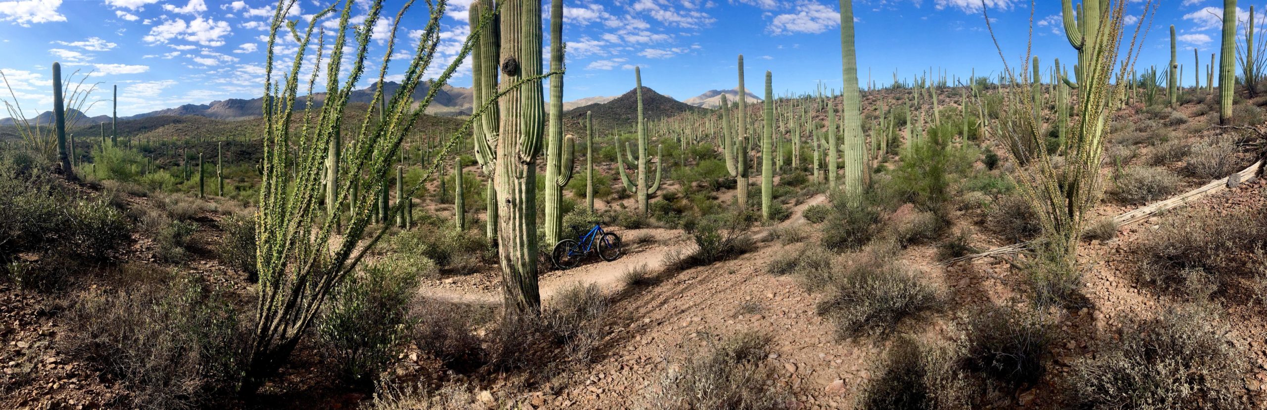 A panoramic view of a desert landscape featuring tall cacti and sparse vegetation. A mountain bike is positioned on a winding dirt trail, surrounded by various types of cacti under a blue sky with scattered clouds. The terrain is rocky and arid, showcasing the beauty of the desert environment. Sweetwater Preserve mountain bike trail.