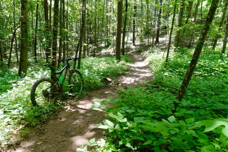 A mountain bike is leaning against a tree on a winding dirt trail surrounded by dense greenery in a forest. Sunlight filters through the leaves, illuminating the path and the lush vegetation along the sides.