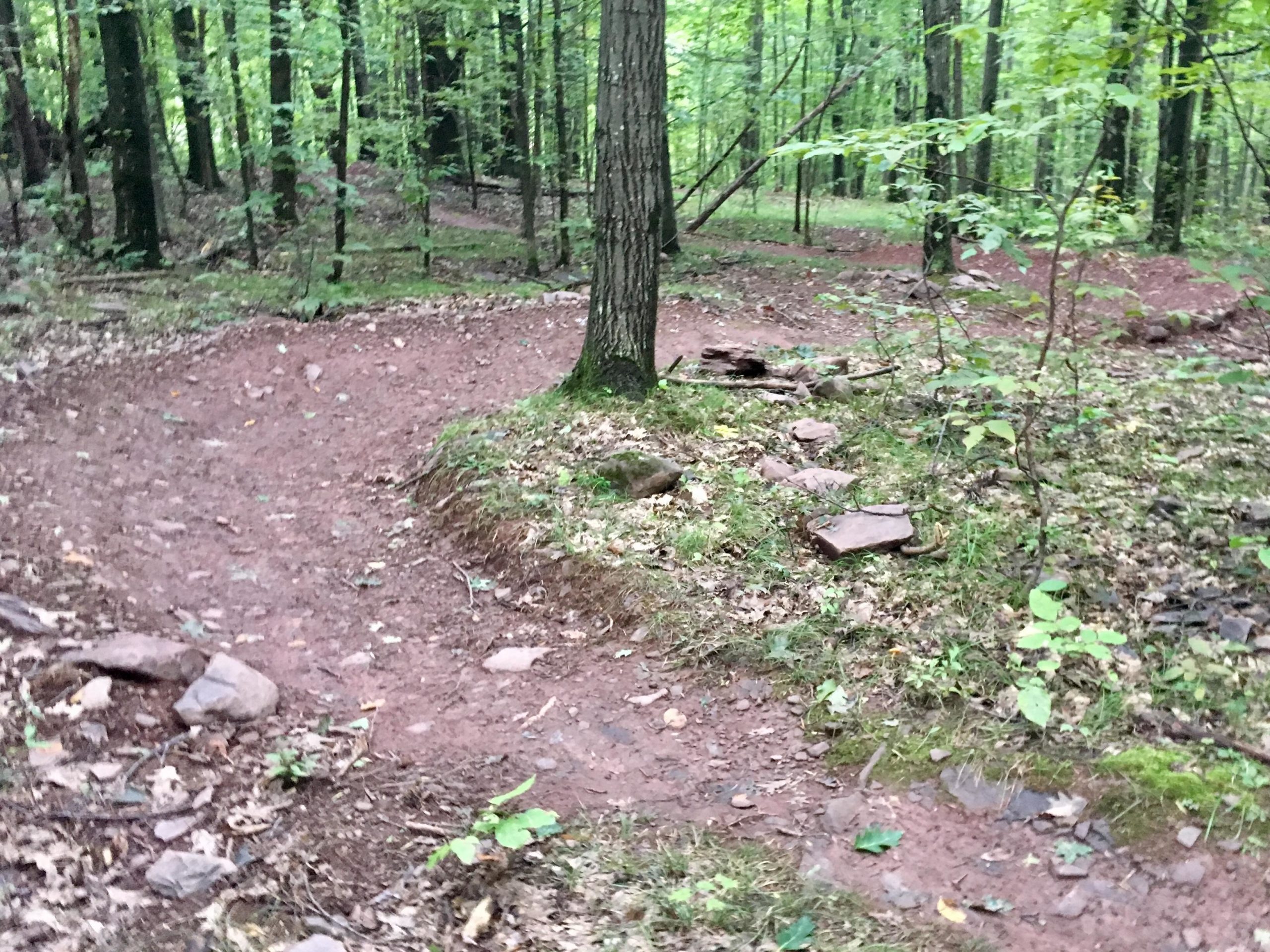 A winding dirt path through a green forest, surrounded by trees and scattered rocks, with patches of leaves and moss on the ground. Elm Ridge mountain bike trail.