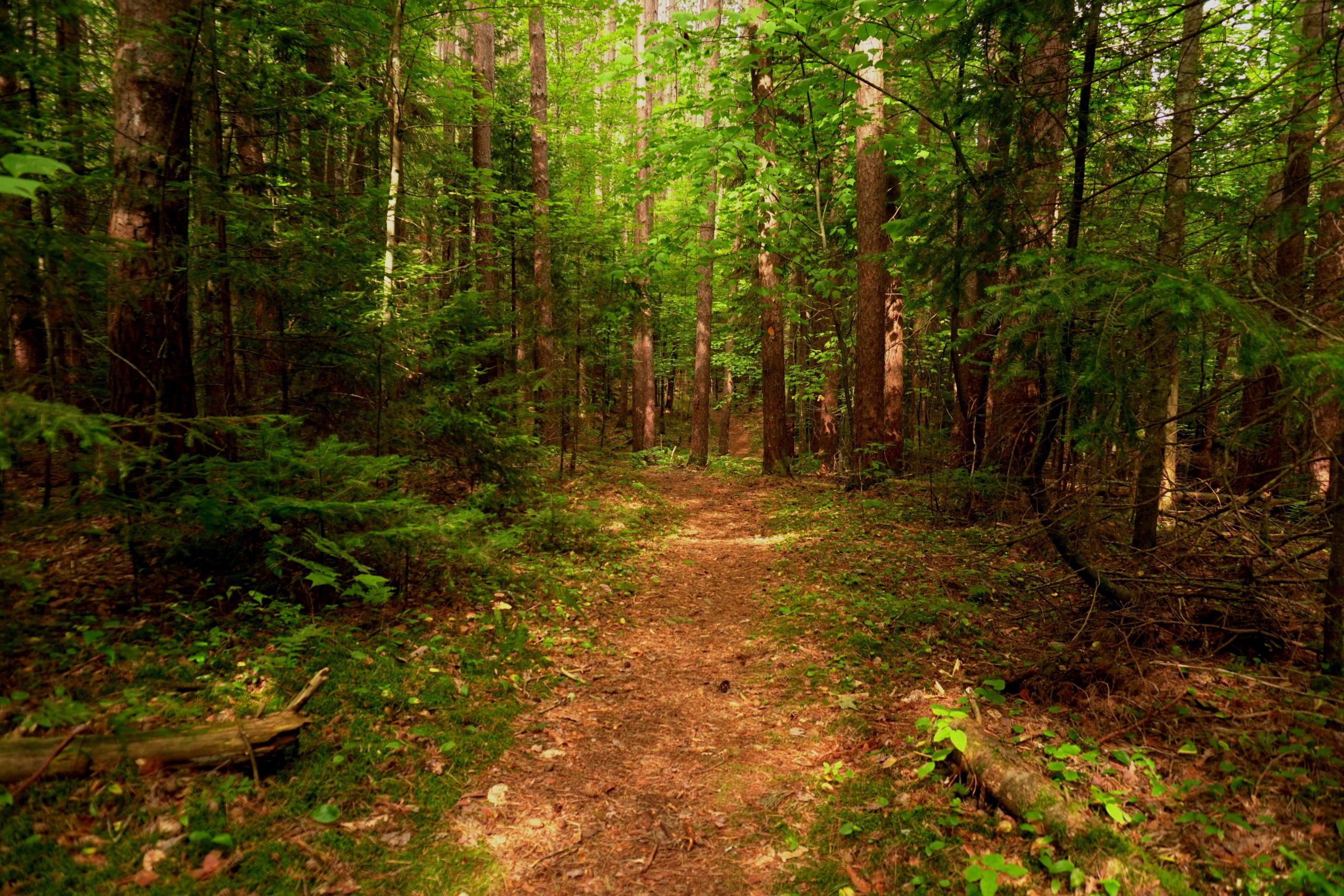 A serene forest pathway surrounded by tall trees and lush green foliage, with sunlight filtering through the leaves, creating a peaceful atmosphere in nature. Jackrabbit Trail - Saranac Lake mountain bike trail.