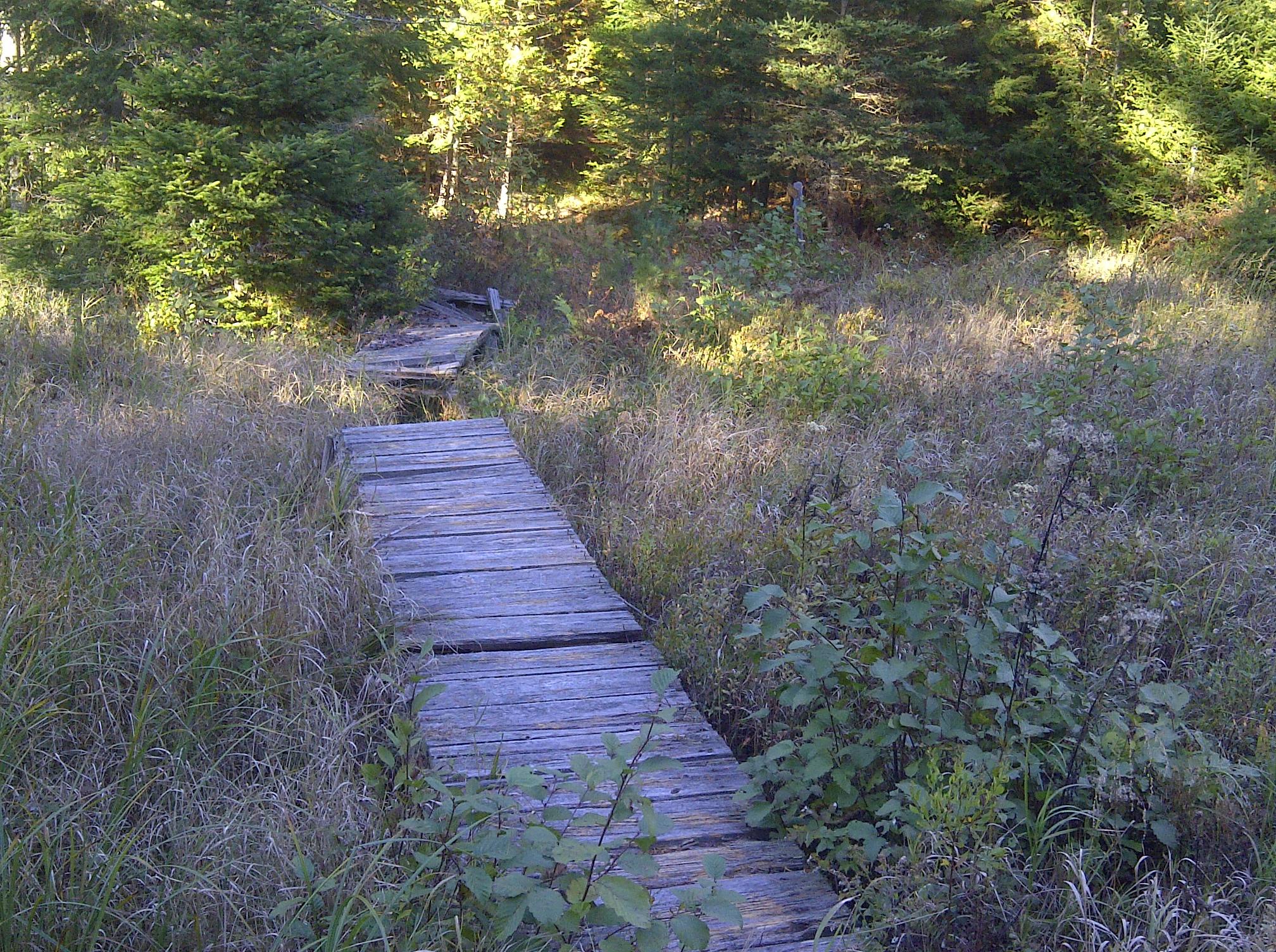 A weathered wooden boardwalk winding through tall grass and scattered bushes, leading into a sunlit forest. The scene captures the essence of nature with green trees in the background and a tranquil, rustic path. Silent Lake Provincial Park mountain bike trail.