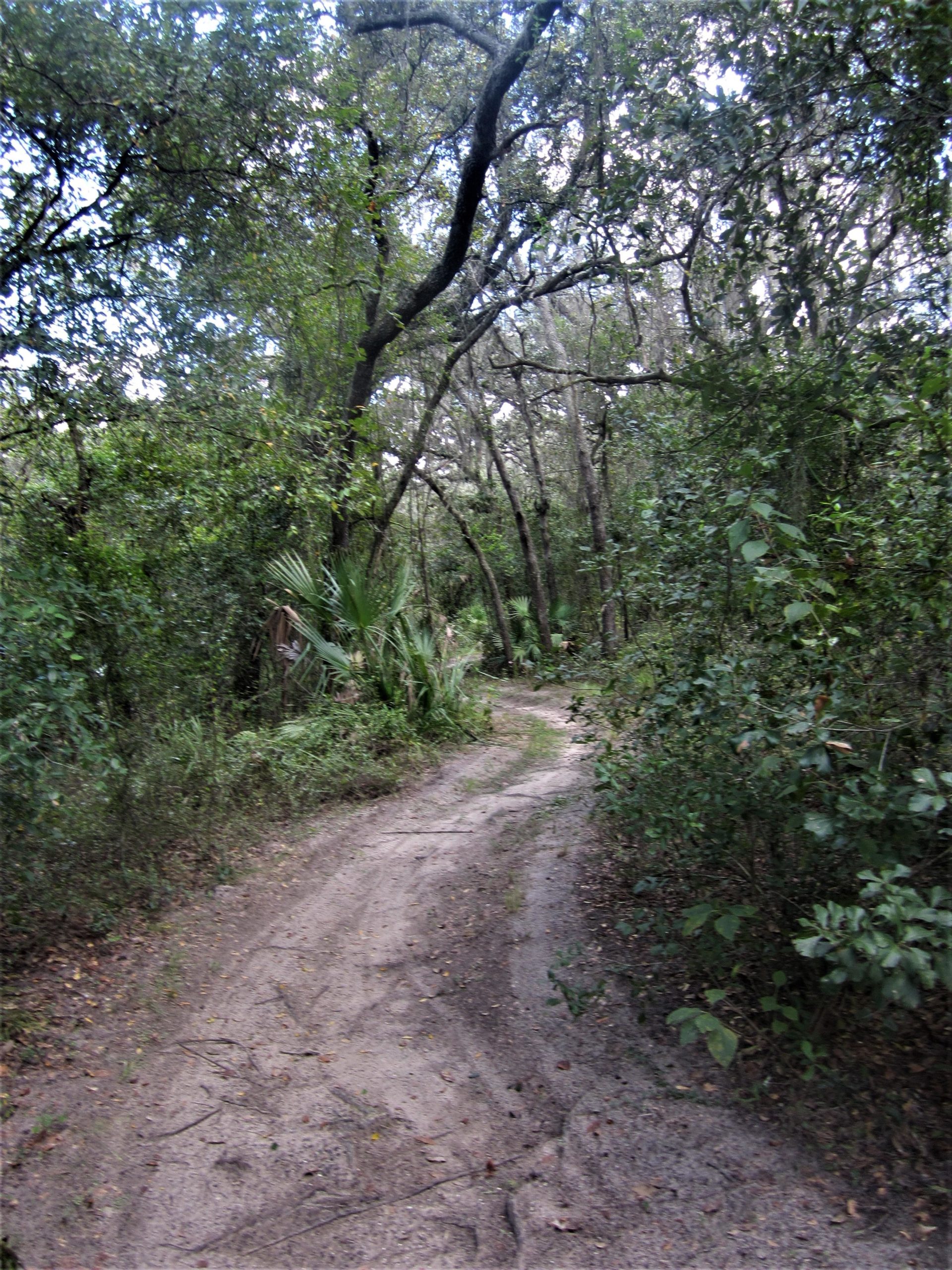 A winding dirt path surrounded by dense greenery and trees, leading into a lush forested area. The ground is sandy with scattered leaves and visible tire tracks, suggesting it is a trail for walking or biking. The canopy above is filled with leaves, creating a serene natural environment. Wilderness Trails Park Loop mountain bike trail.