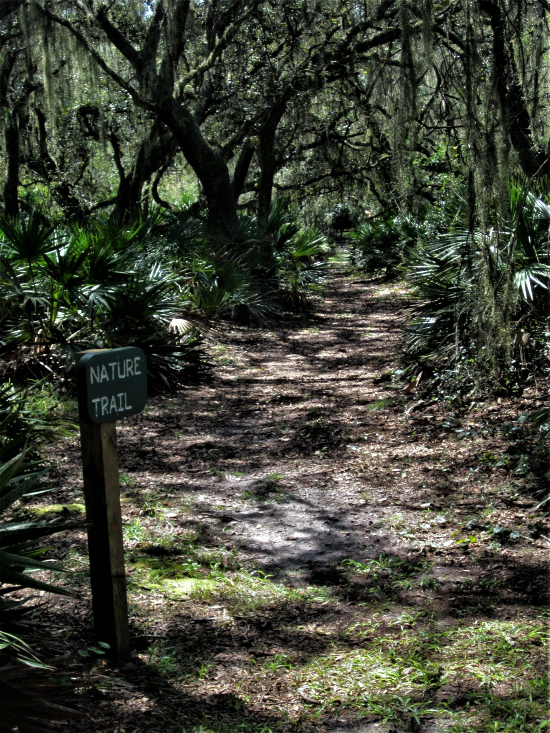 A shaded nature trail bordered by lush greenery and palm plants, featuring a wooden sign that reads "Nature Trail." The path is dappled with sunlight and surrounded by trees draped in moss. Wilderness Trails Park Loop mountain bike trail.