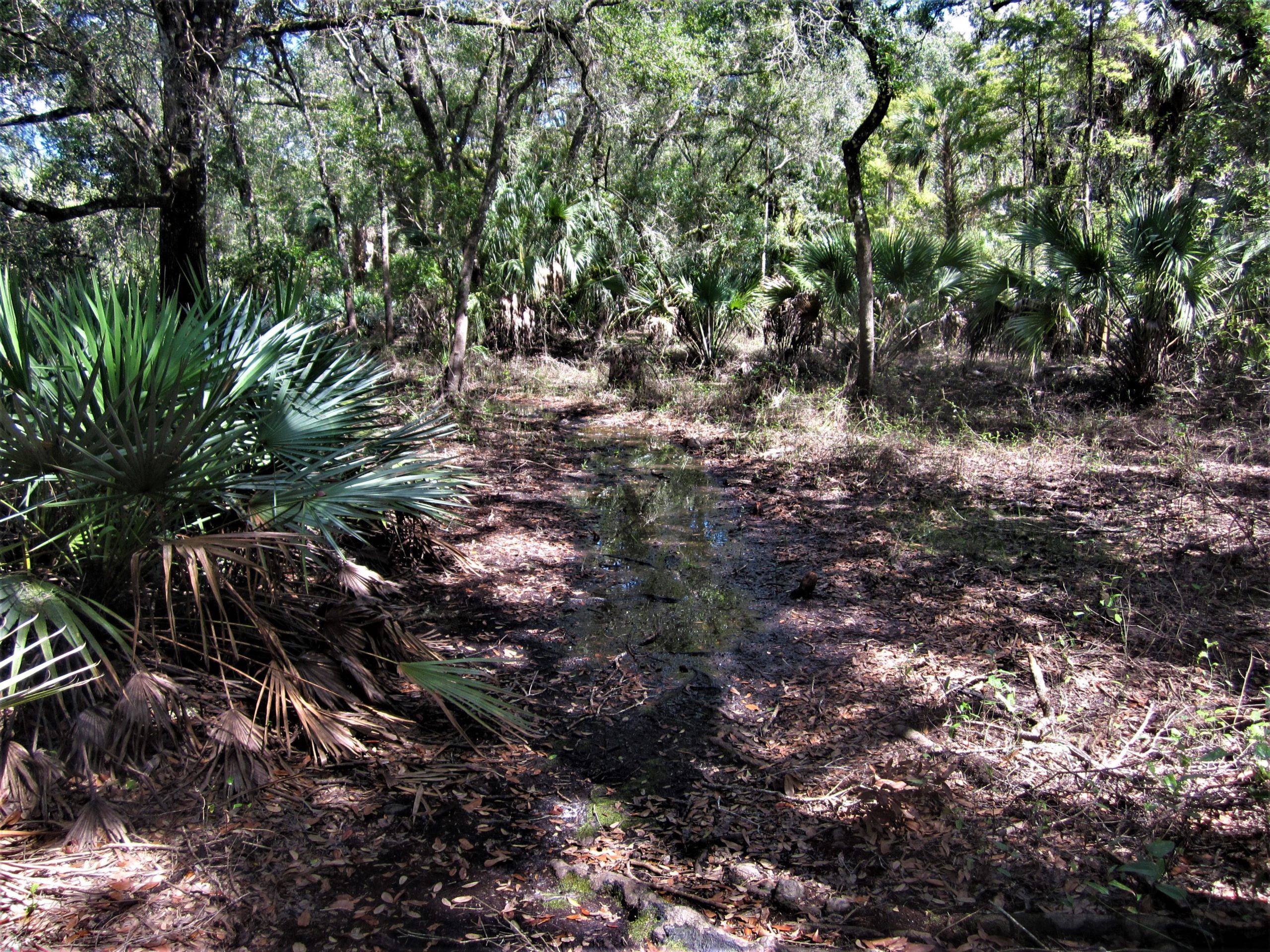 A sunlit path winding through a lush forest, surrounded by a mix of tall trees and palm leaves. The forest floor is covered with fallen leaves and sparse underbrush, with a small, muddy waterway visible along the path. The scene conveys a peaceful, natural environment. Wilderness Trails Park Loop mountain bike trail.