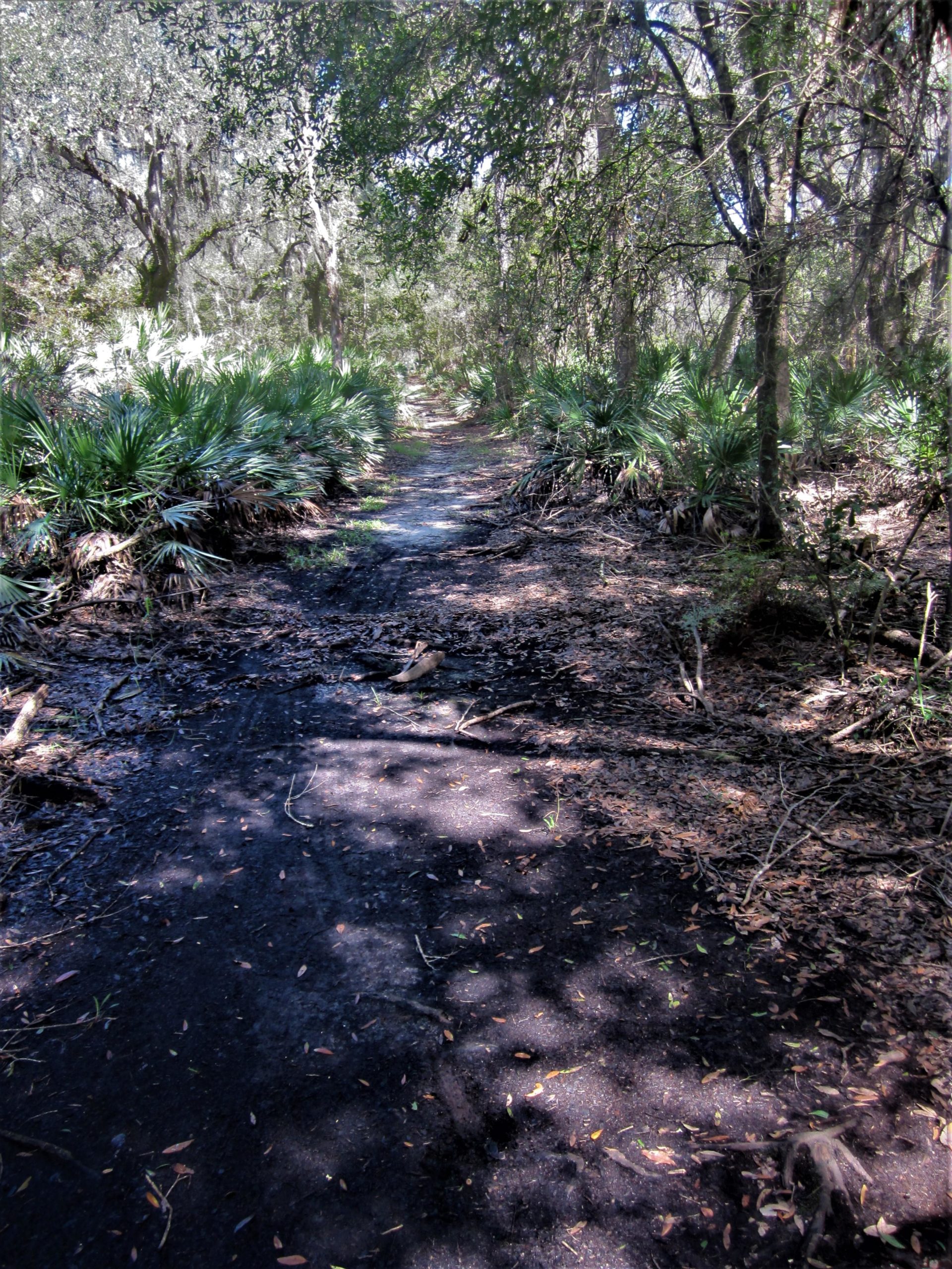 A narrow dirt path winding through a dense forest, lined with lush green vegetation and palm-like plants. Sunlight filters through the trees, casting dappled shadows on the path, which is partially covered with fallen leaves and debris. Wilderness Trails Park Loop mountain bike trail.