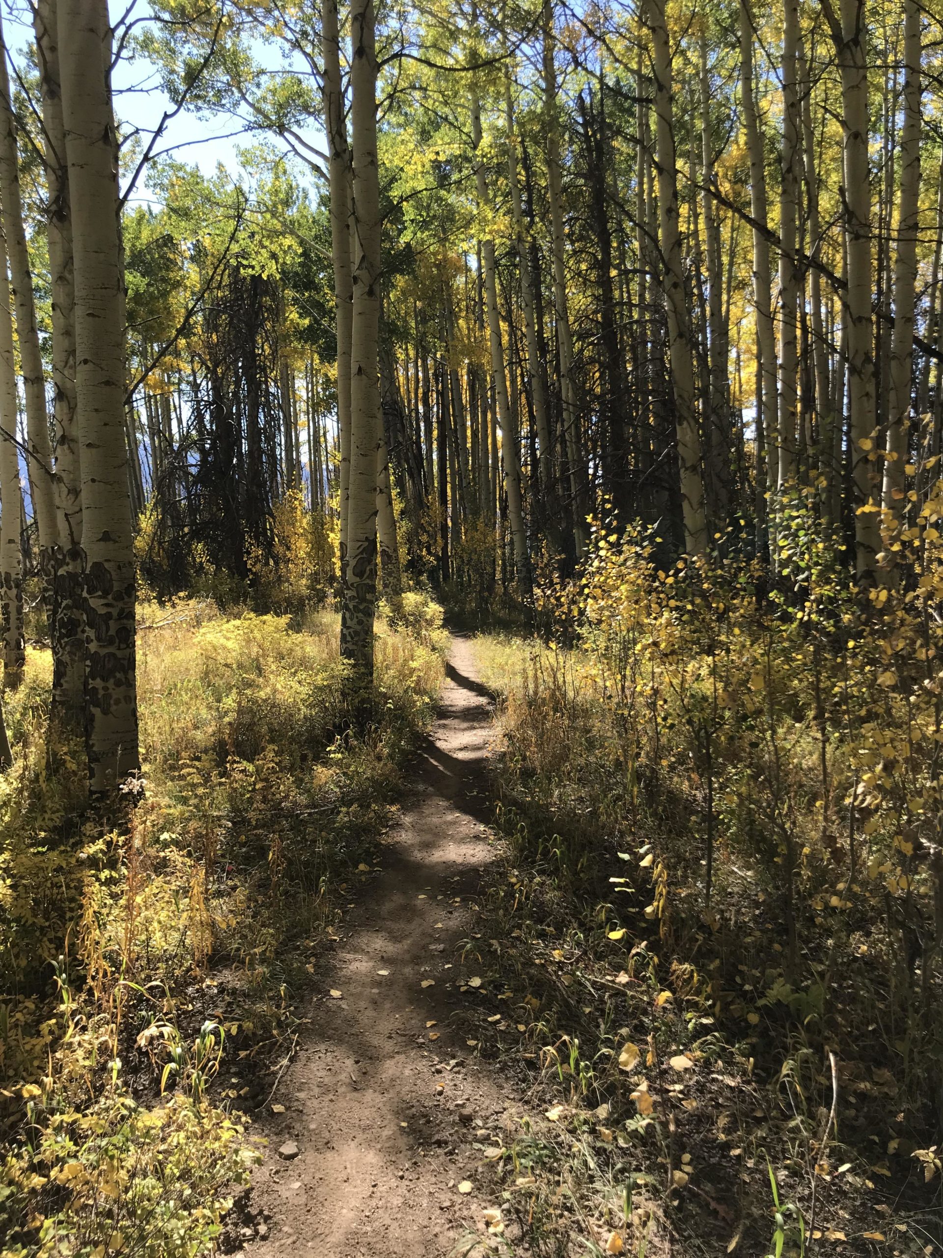 A narrow dirt path winding through a forest of tall aspen trees, with vibrant yellow and green leaves. Sunlight filters through the foliage, casting dappled shadows on the ground. The scene conveys a peaceful and serene natural environment, perfect for hiking or exploring. Vail Mountain Bike Park mountain bike trail.