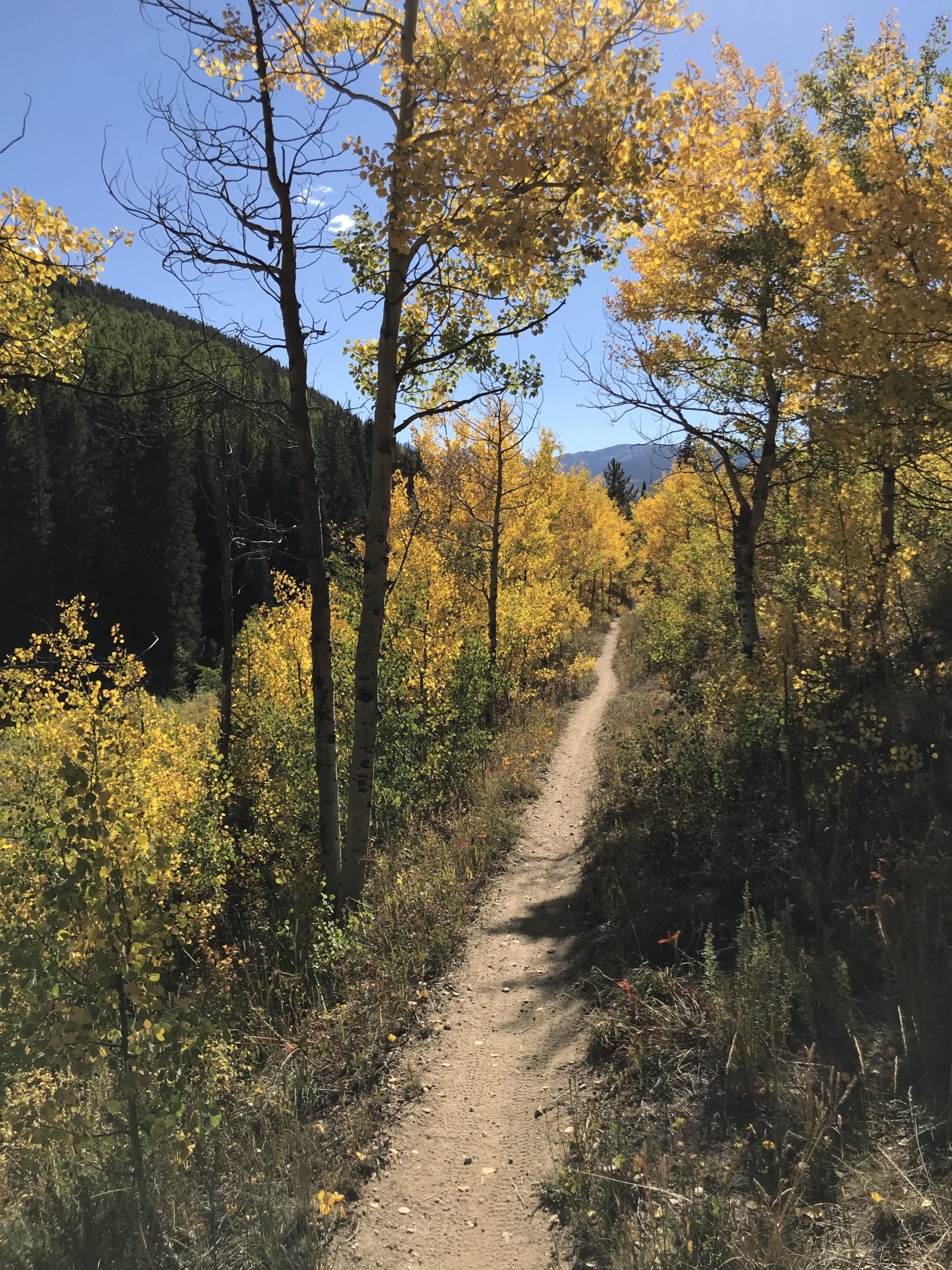 A winding dirt path through a vibrant forest with yellow-leaved trees, set against a clear blue sky and distant mountains. The scene captures the essence of autumn in a natural setting. Vail Mountain Bike Park mountain bike trail.