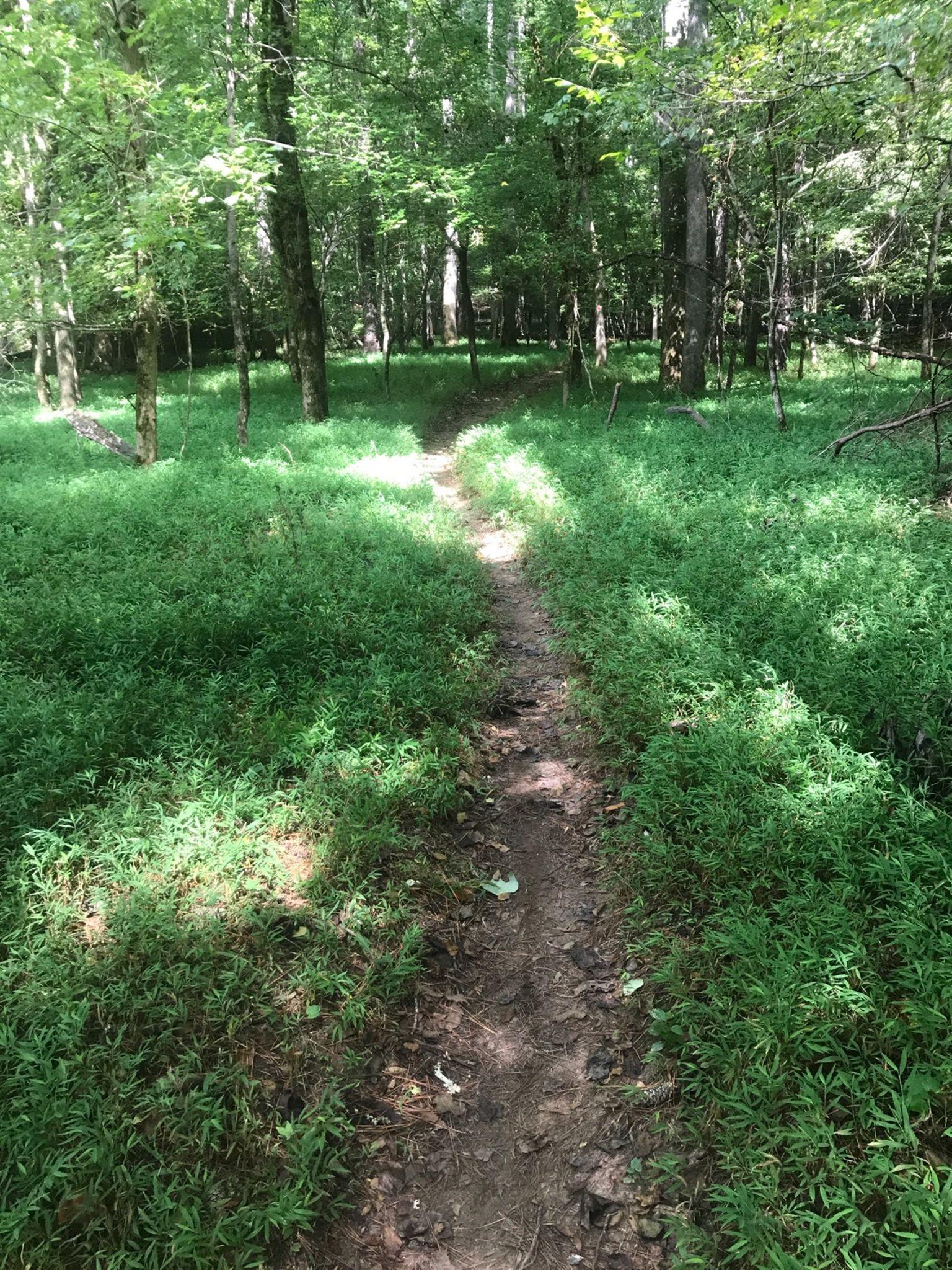 A narrow, winding dirt path through a lush, green forest, surrounded by tall trees and dense grass. Sunlight filters through the leaves, creating patches of light and shadow on the ground. Cochran Mill Park mountain bike trail.