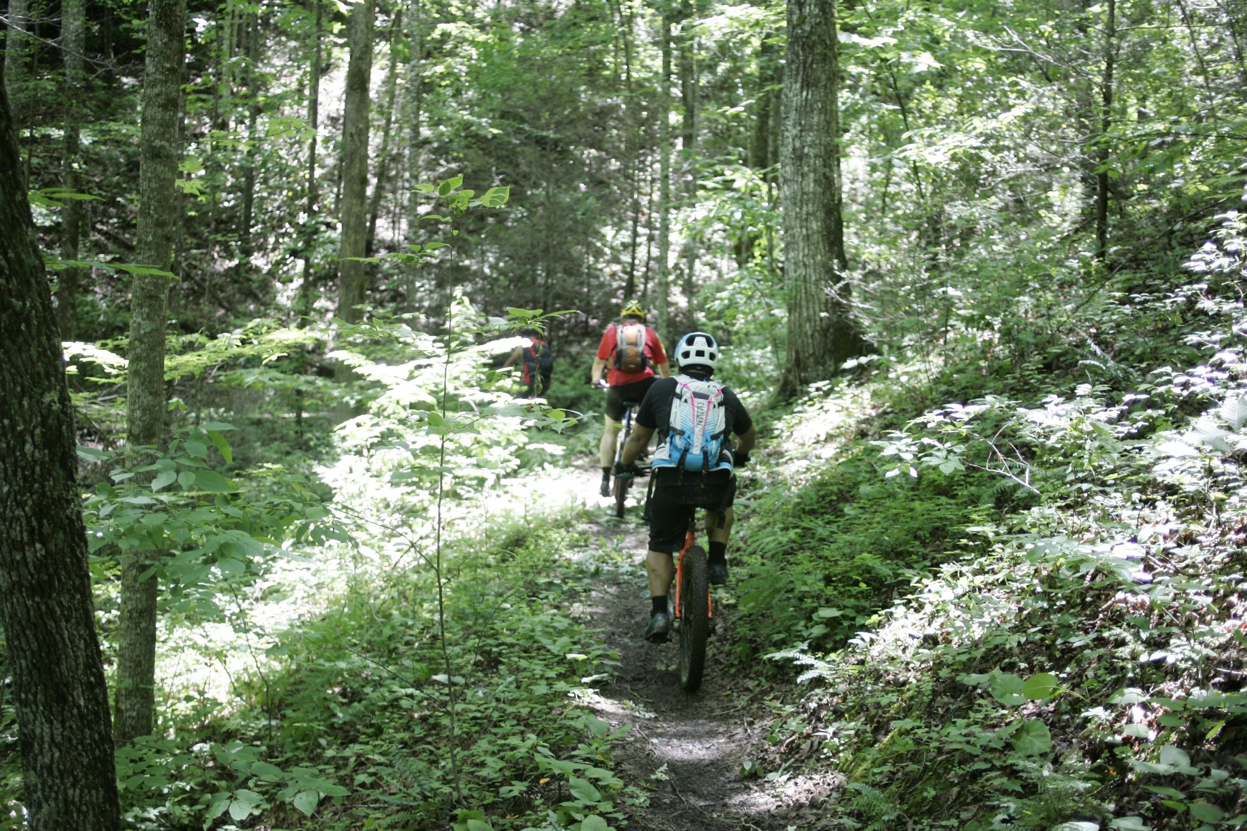 Three mountain bikers riding along a narrow trail in a lush, green forest, surrounded by tall trees and vibrant foliage. The scene is illuminated by natural light filtering through the leaves. The bikers are wearing helmets and backpacks, indicating an outdoor adventure. Tsali Left Loop mountain bike trail.