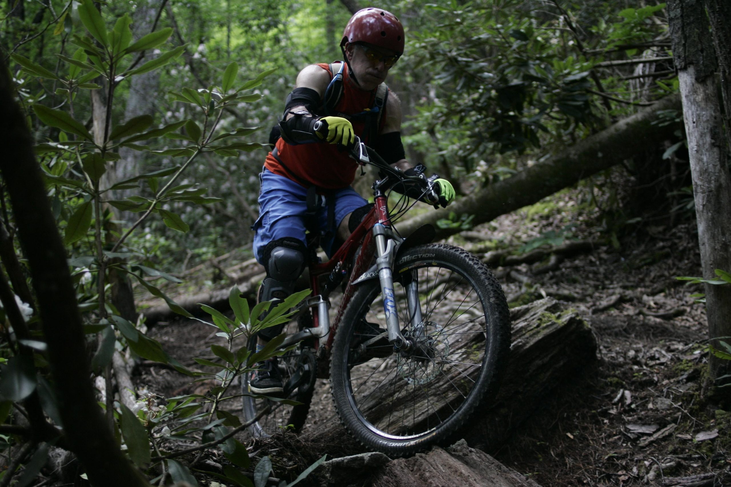 A mountain biker navigates a rocky, wooded trail, wearing a red helmet, bright orange shirt, and blue shorts. He is focused on maintaining balance while biking over a large log, surrounded by lush green foliage. Table Rock mountain bike trail.