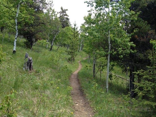 A winding dirt path through a lush green forest, flanked by a variety of trees and shrubs. The scene captures the tranquility of nature with a clear sky above, inviting exploration and adventure. Pinetop - Jumping Pound Trail mountain bike trail.