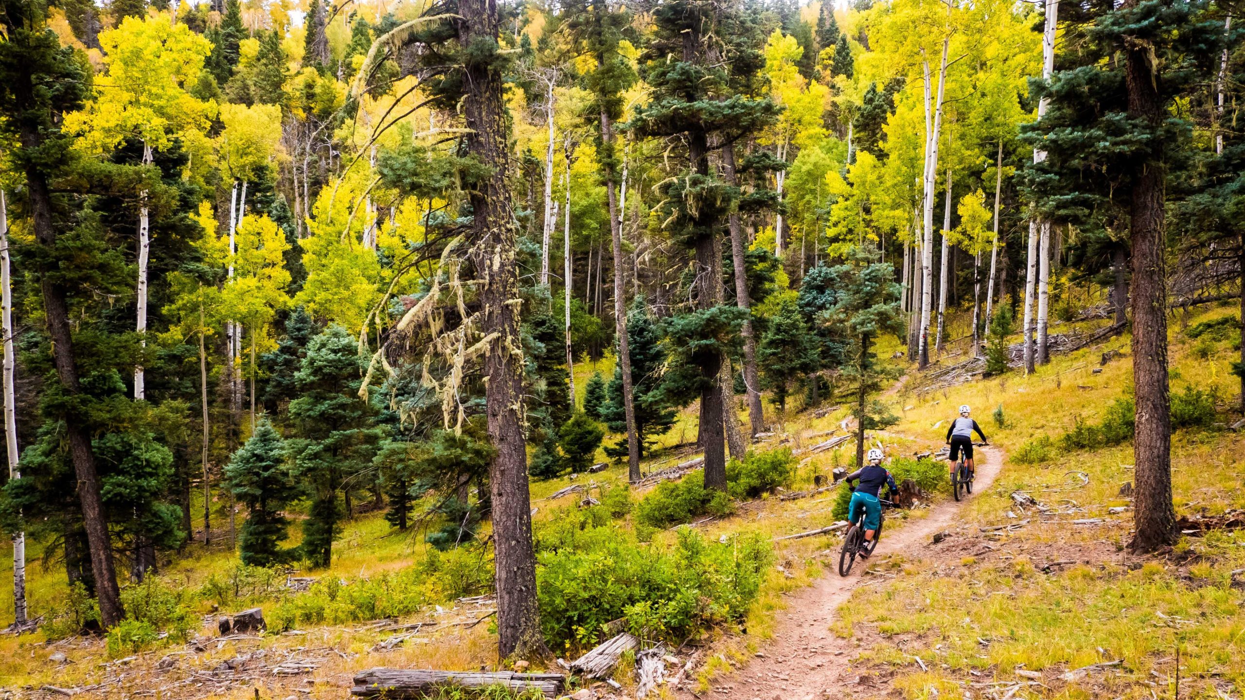 Three mountain bikers ride along a dirt trail through a vibrant forest, showcasing a mix of green coniferous trees and bright yellow aspen leaves. The scene captures the essence of autumn in a mountainous region, with a winding path leading deeper into the woods. South Boundary (164) mountain bike trail.