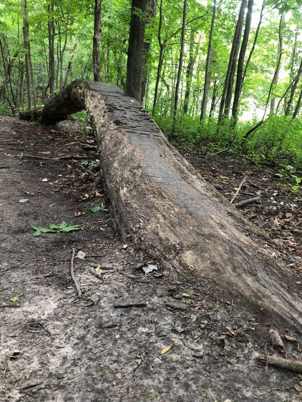 A curved, weathered log lying on the ground in a lush green forest, surrounded by trees and foliage. Elm Creek Park mountain bike trail.