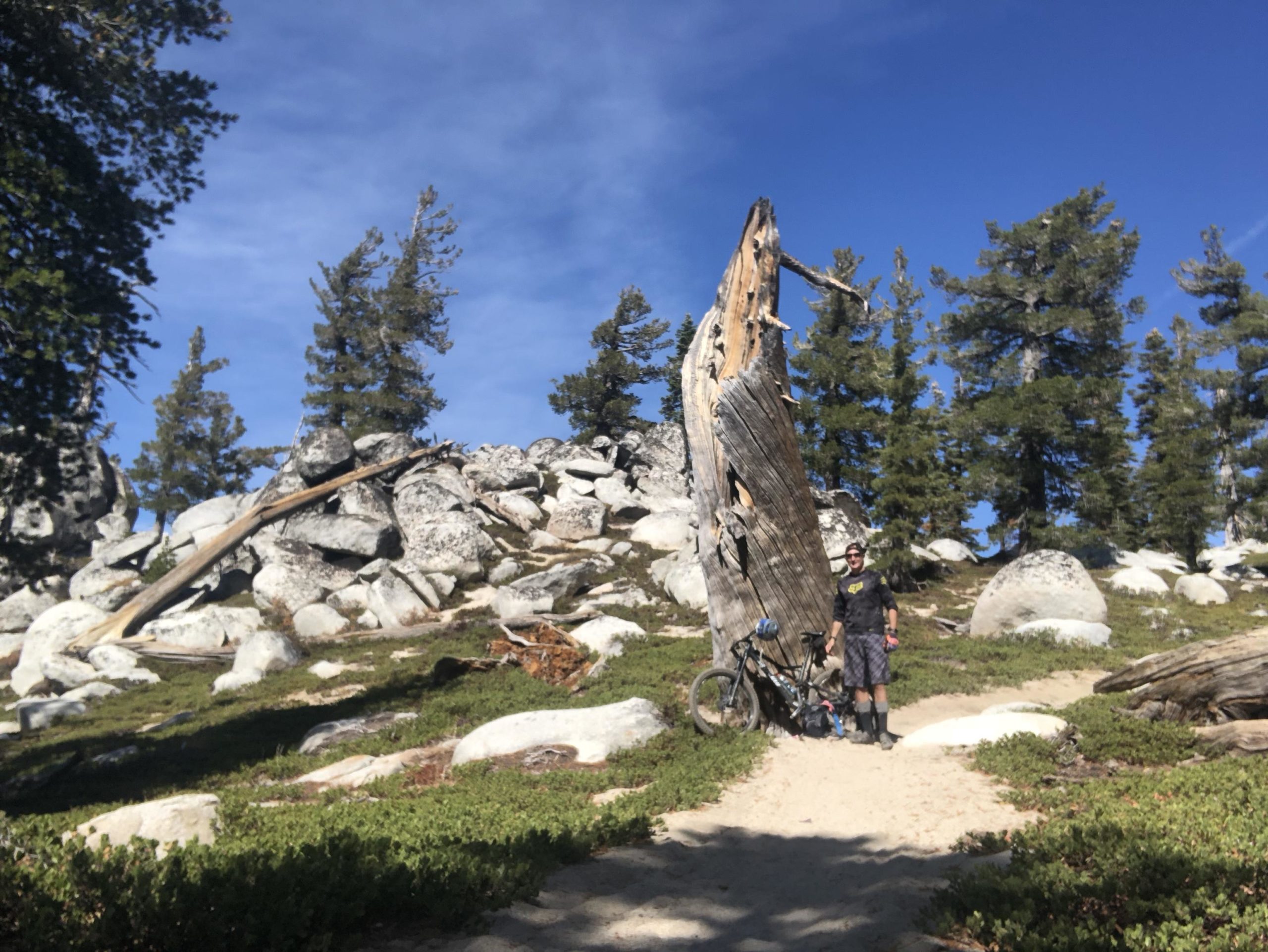 A person standing beside a large, weathered tree stump in a natural landscape filled with boulders and greenery. The background features tall pine trees under a clear blue sky. A mountain bike leans against the stump, suggesting an outdoor adventure in a scenic area. Tahoe Rim Trail: Tahoe Meadows to Tunnel Creek Road / Flume Trail mountain bike trail.