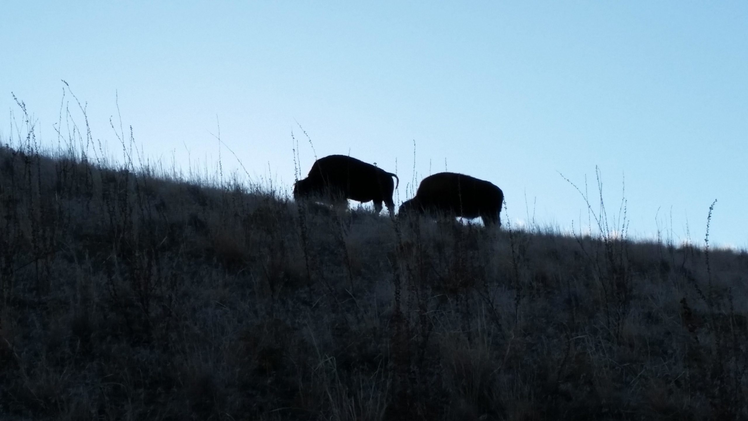 Two silhouetted bison grazing on a grassy hillside against a light blue sky at dusk. Antelope Island mountain bike trail.