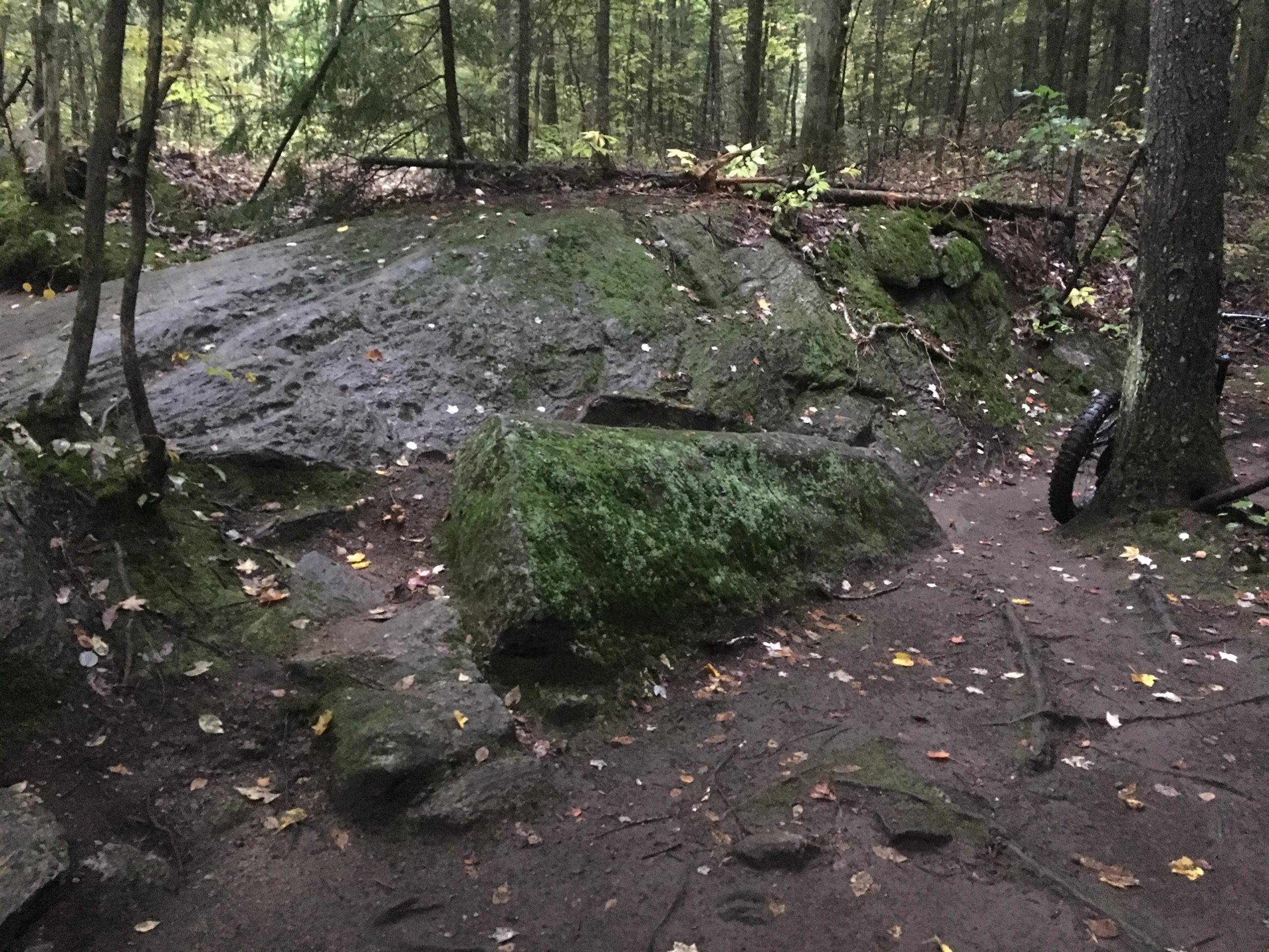 A rocky, forested area featuring a large, moss-covered boulder, smaller stones, and a dirt path strewn with fallen leaves. Trees surround the scene, creating a lush green backdrop in a natural setting. Buckwallow mountain bike trail.
