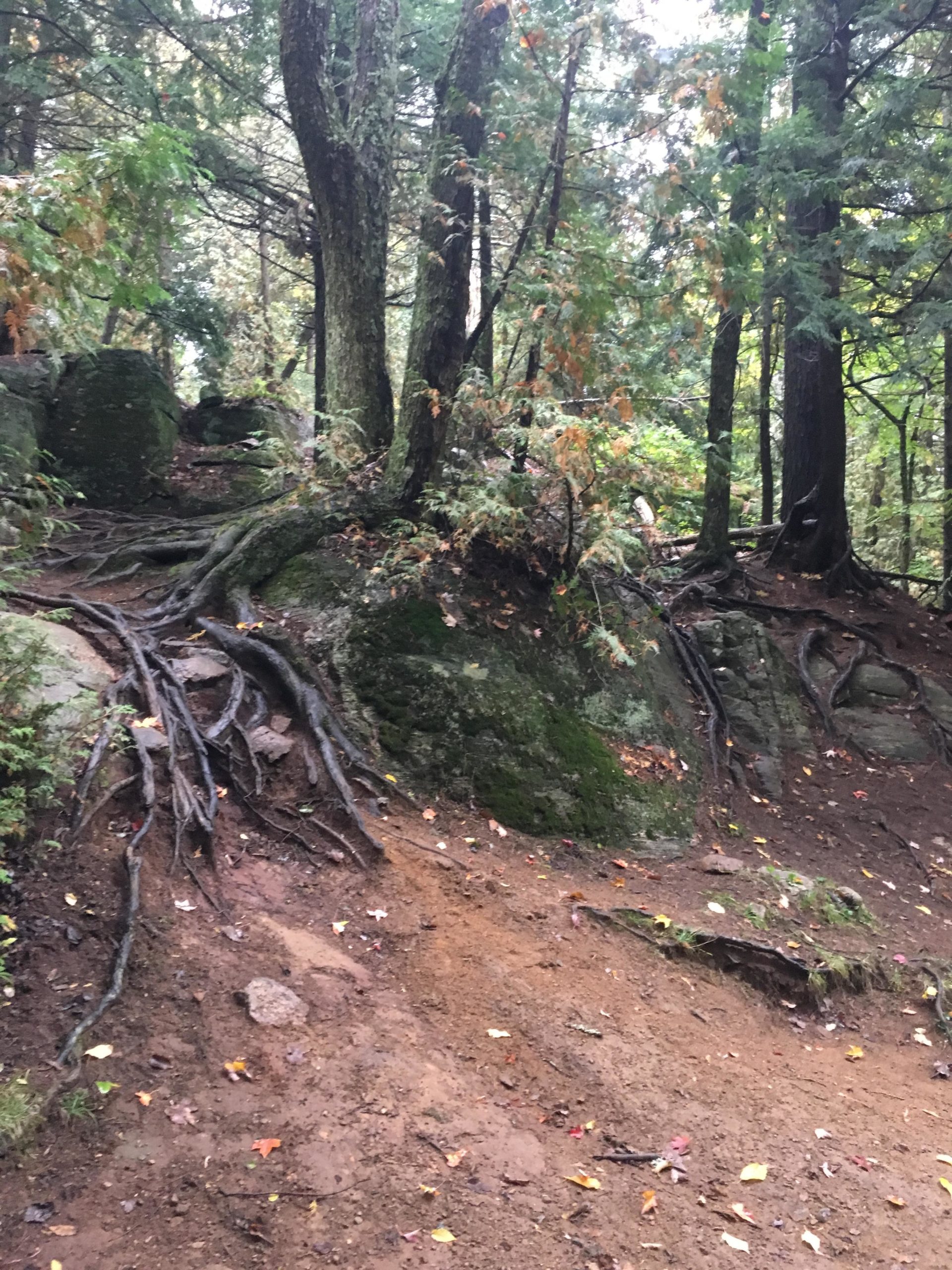 A forest scene featuring a rocky path surrounded by trees. Prominent tree roots spread over the ground, blending with earthy soil and scattered colorful leaves. The environment is lush and green, conveying a tranquil natural setting. Buckwallow mountain bike trail.