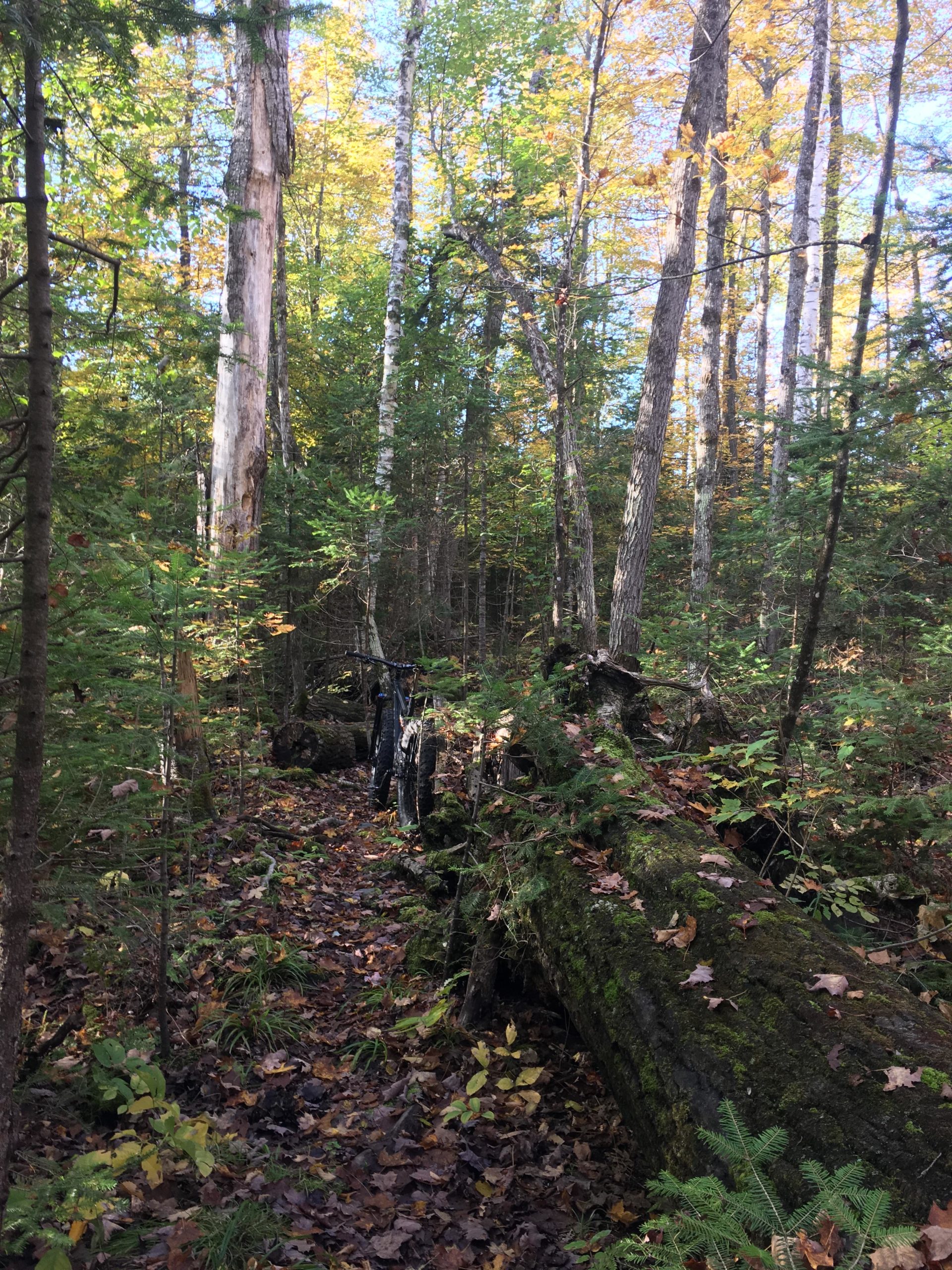Dense forest scene with tall trees and autumn foliage, featuring a narrow path covered in fallen leaves. A moss-covered fallen log runs alongside the path, and a bicycle can be seen resting against a nearby tree. Sunlight filters through the canopy, creating a tranquil outdoor atmosphere. Shabomeka Legpower Pathfinders mountain bike trail.