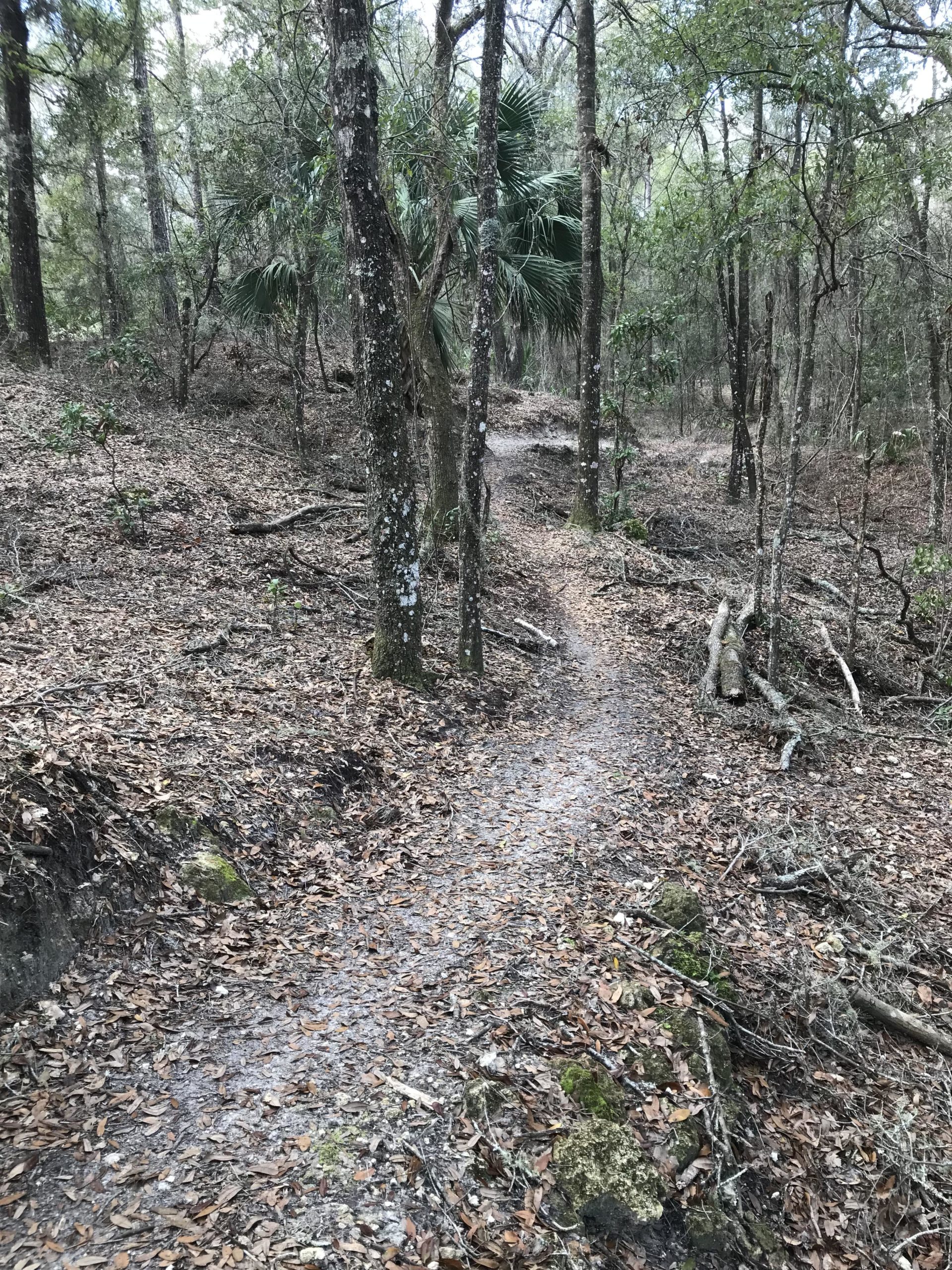 A narrow dirt trail winding through a wooded area with trees and scattered leaves on the ground, surrounded by lush greenery and underbrush. Tricycle mountain bike trail.