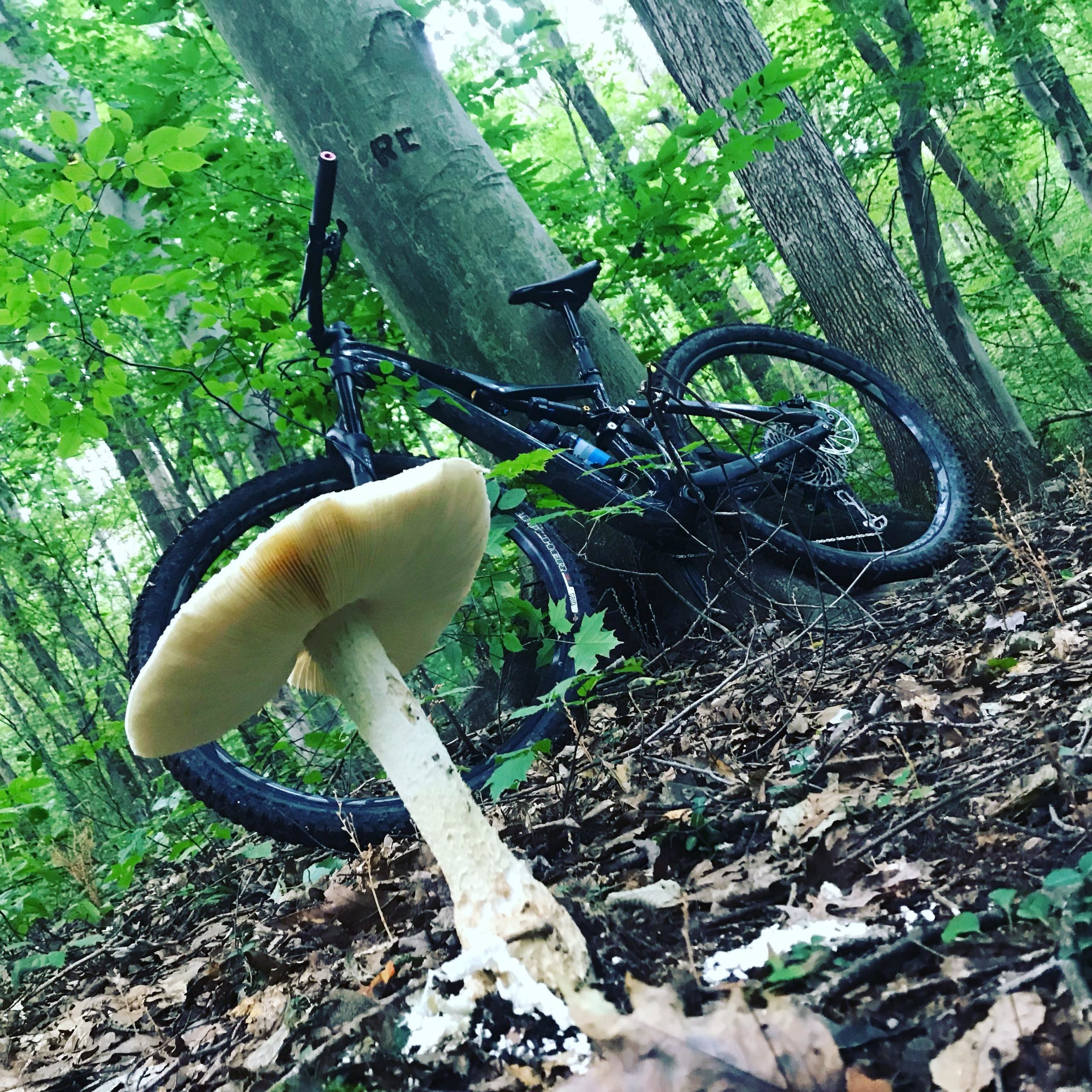 A close-up view of a large mushroom with a wide cap and a slender stem, growing in a wooded area. In the background, a black mountain bike is resting against a tree surrounded by green foliage and fallen leaves. THE TRACK mountain bike trail.