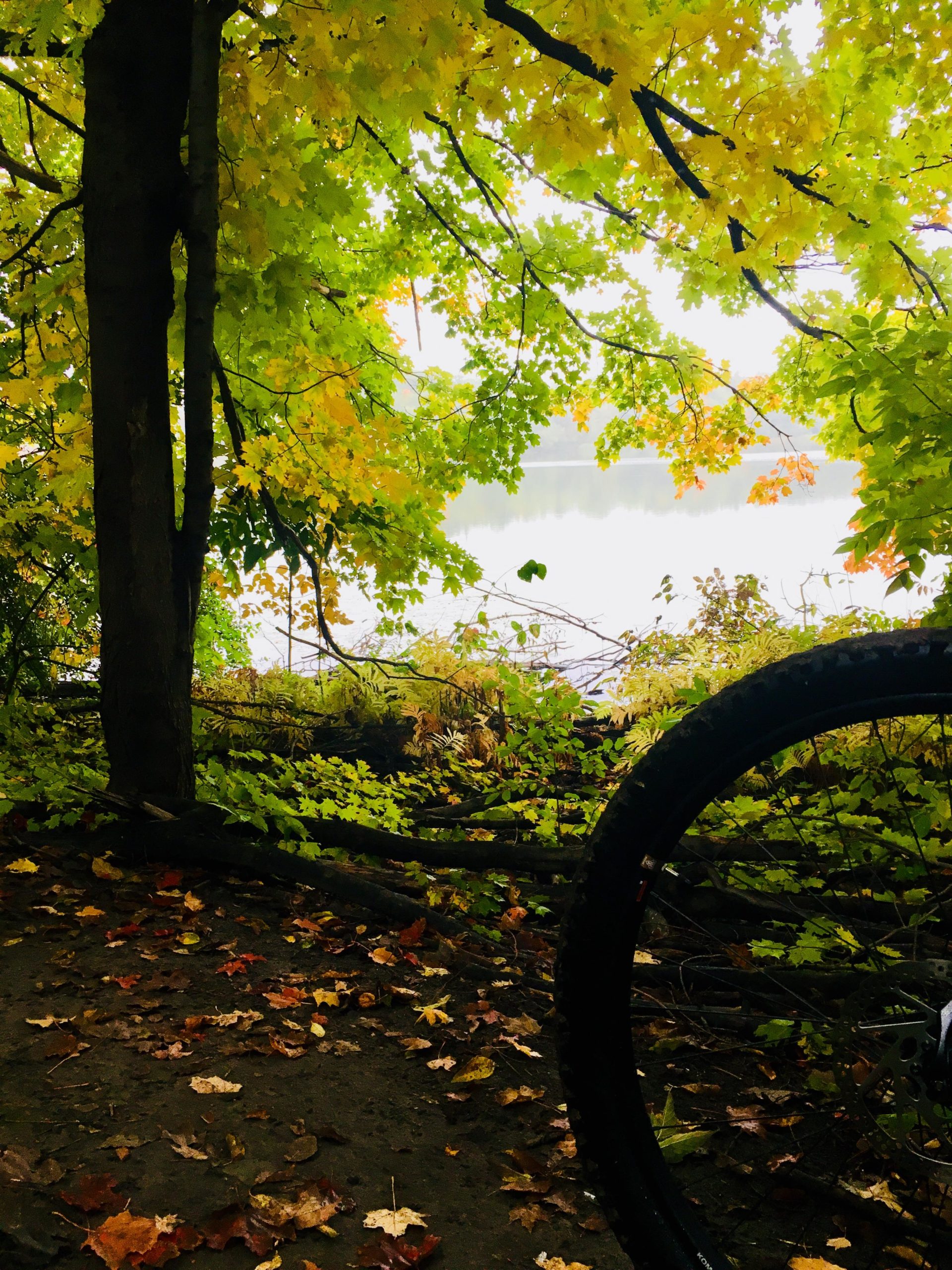 A serene view of a riverside scene framed by lush green and yellow foliage, with fallen leaves scattered on the ground. A bicycle tire is partially visible on the right, adding a sense of exploration to the tranquil natural setting. Heart Lake Conservation Area mountain bike trail.